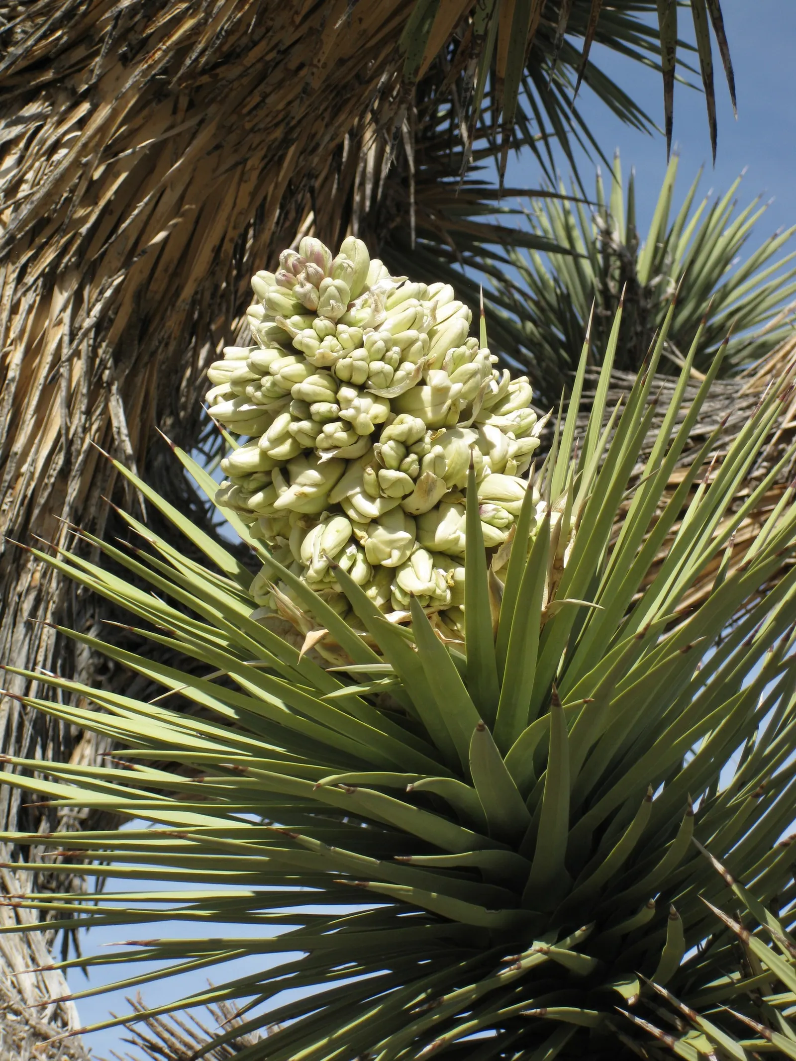 Joshua Tree (Yucca Brevifolia) — Its spring blooms are creamy white clusters, adding a stark contrast to its dark foliage