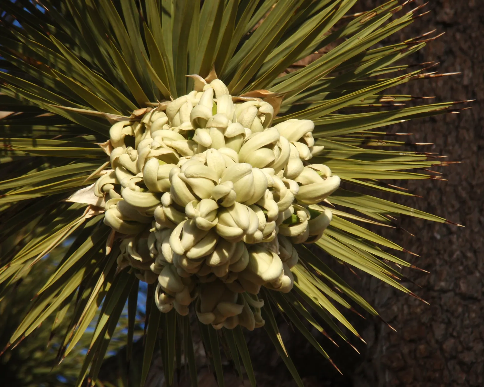 Joshua Tree (Yucca Brevifolia) — which can be up to 1.6 feet in length; suited for zones 6-10, this evergreen thrives in full sun with well-draining soil