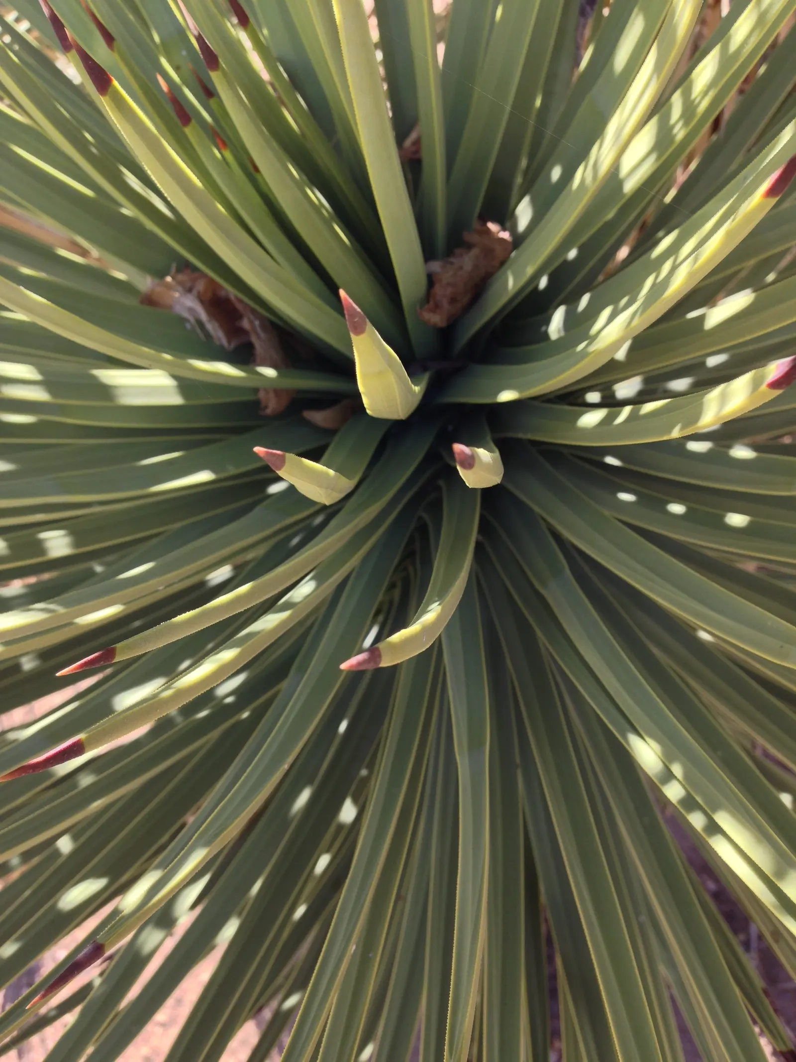 Joshua Tree (Yucca Brevifolia) — It is essential to give it ample space to accommodate its broad root system and mature size for a spectacular
