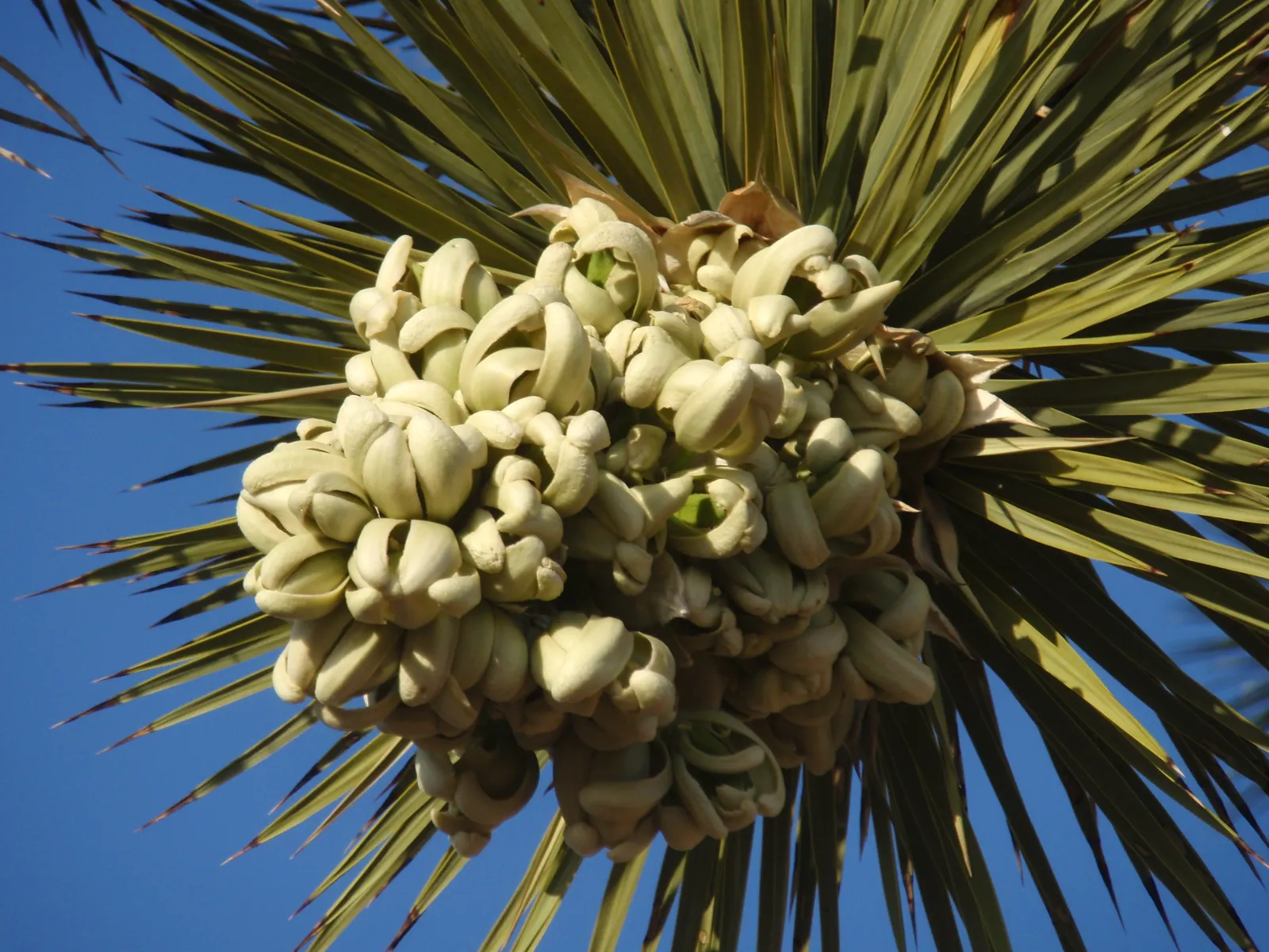 Joshua Tree (Yucca Brevifolia) — It typically grows 20 to 30 feet tall with a spread of 12 to 20 feet; each leaf measures about 7 to 14 inches long and 0.3 to