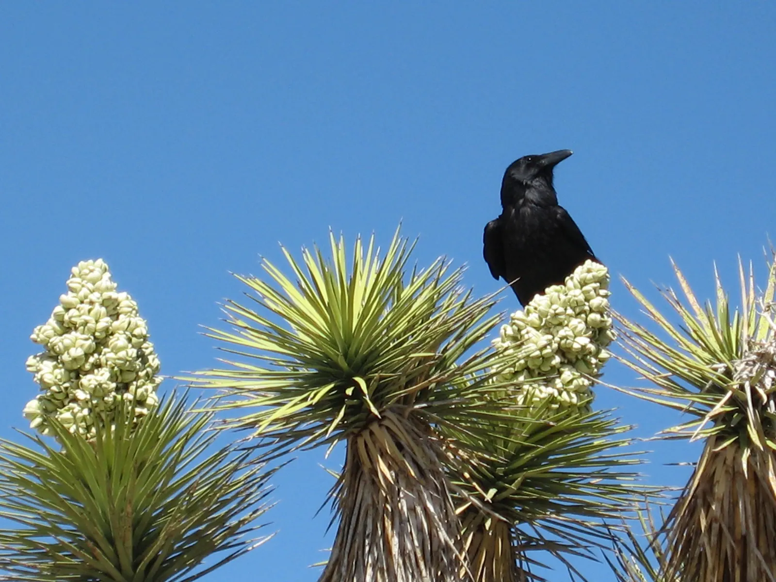 Joshua Tree (Yucca Brevifolia) — Subject: Feature Plant - Joshua Tree (Yucca brevifolia)<br><br>The Joshua Tree; low-maintenance addition to the garden