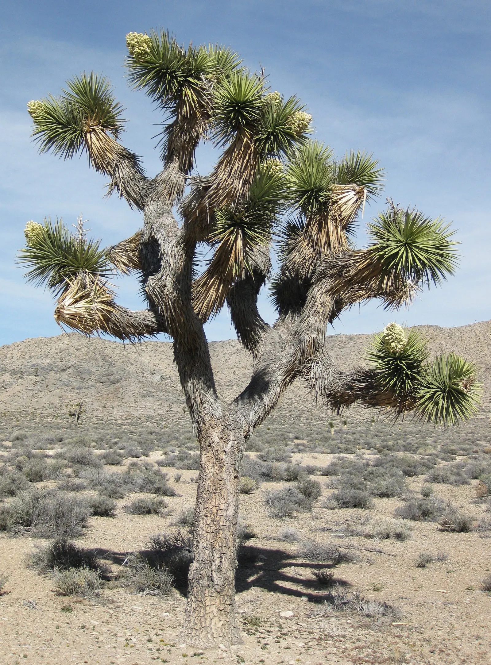 Joshua Tree (Yucca Brevifolia) — minimal supplemental watering and zero to light fertilization are recommended