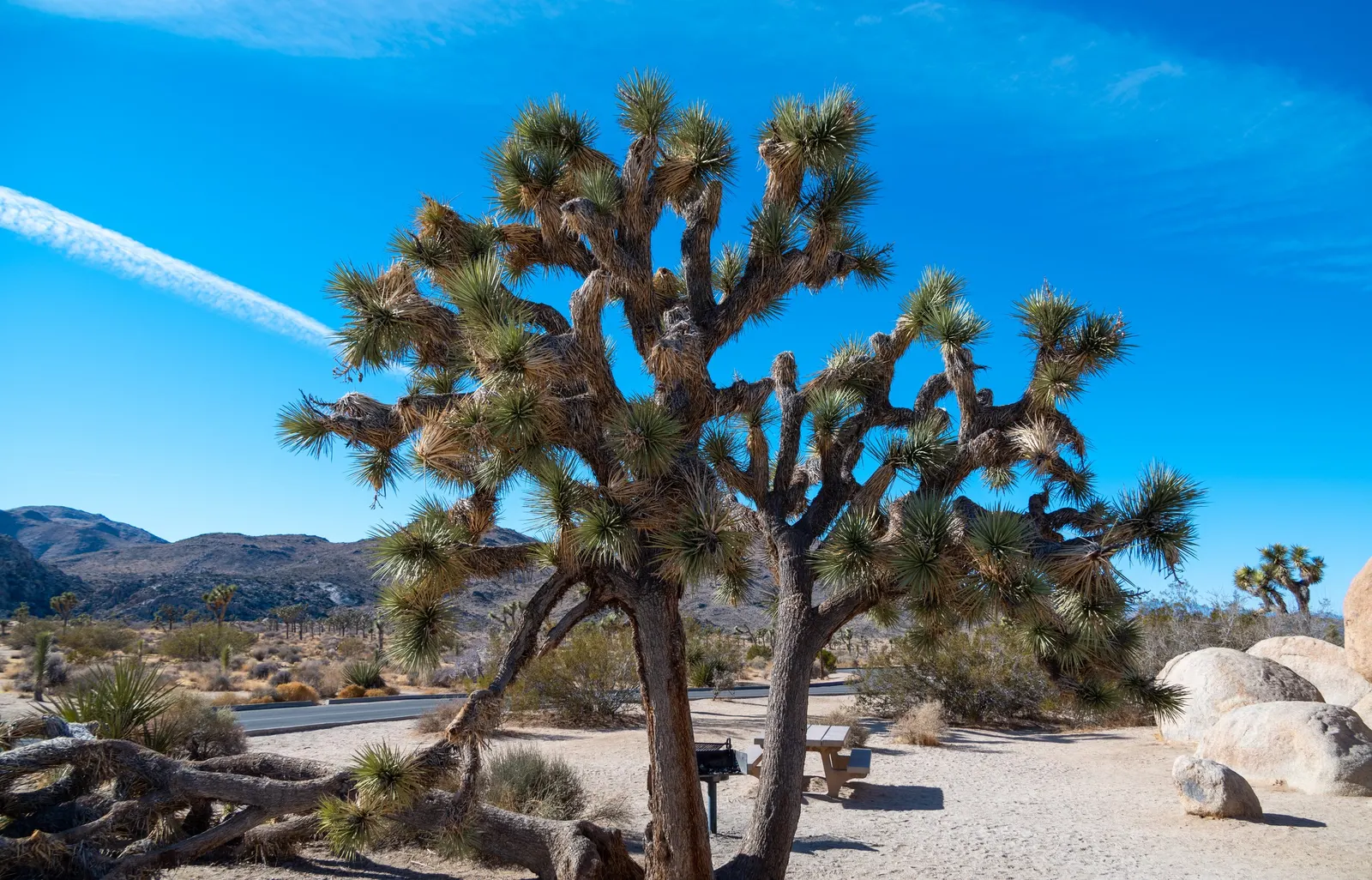 Joshua Tree (Yucca Brevifolia) — The Joshua Tree requires full sun and thrives in well-draining soils; low-maintenance addition to the garden
