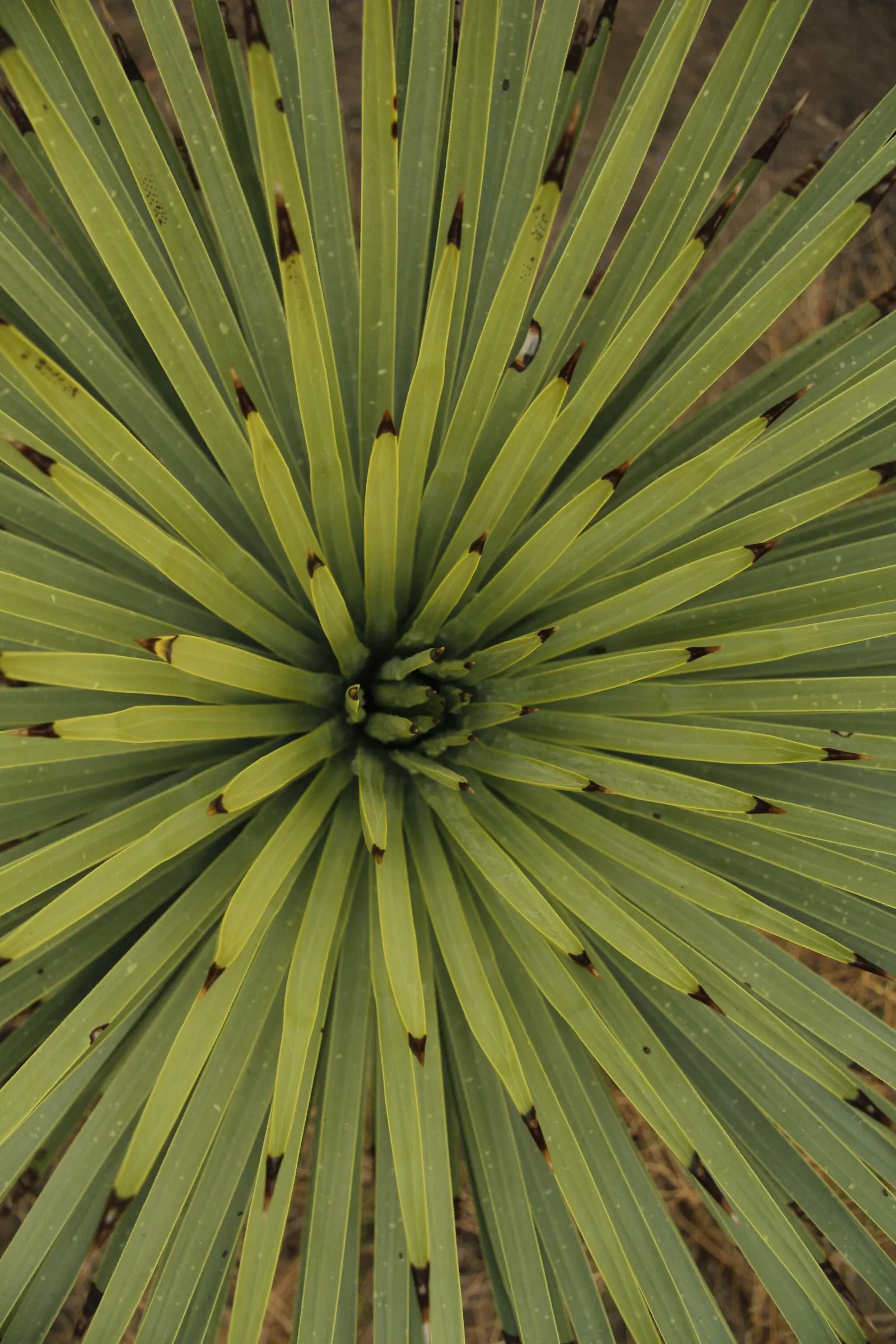 Joshua Tree (Yucca Brevifolia) — tree with green and white blooms