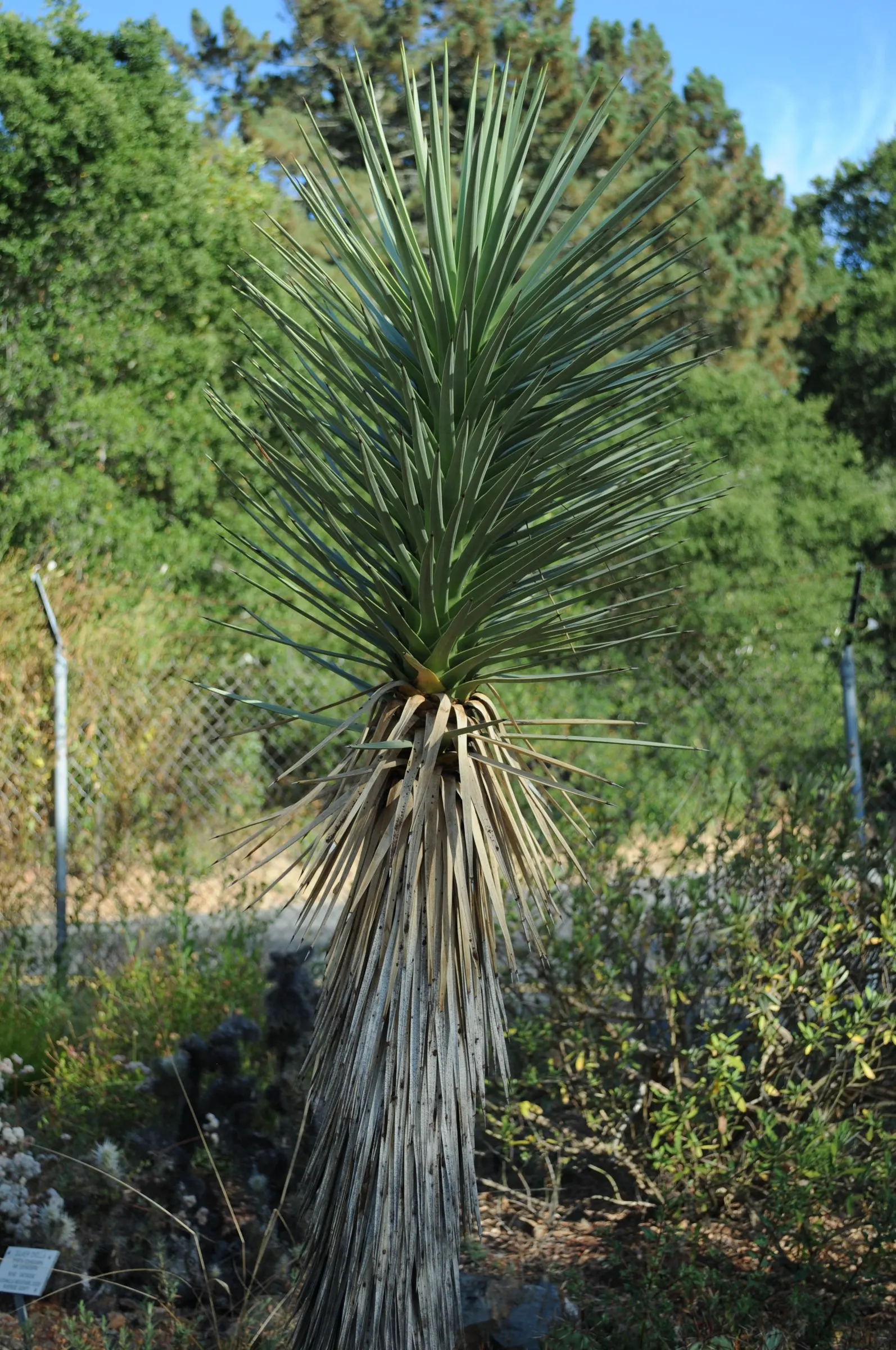 Joshua Tree (Yucca Brevifolia) — The Joshua Tree, or Yucca brevifolia, is a distinctive desert plant, native to southwestern North America; suited for zones