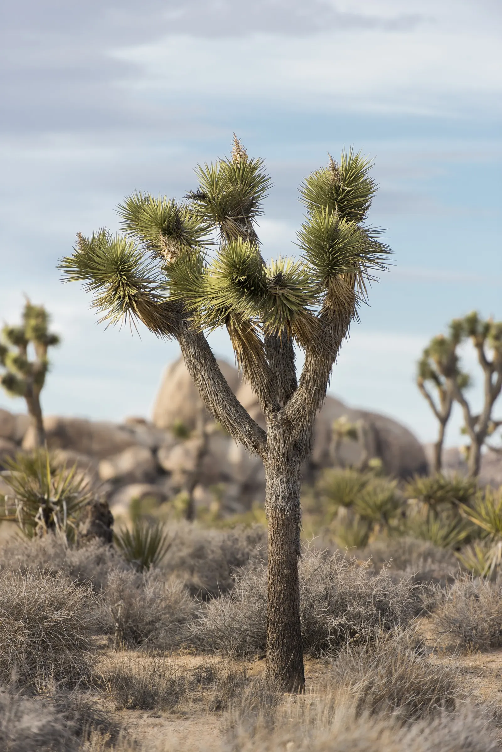 Joshua Tree (Yucca Brevifolia) — tree for full or half