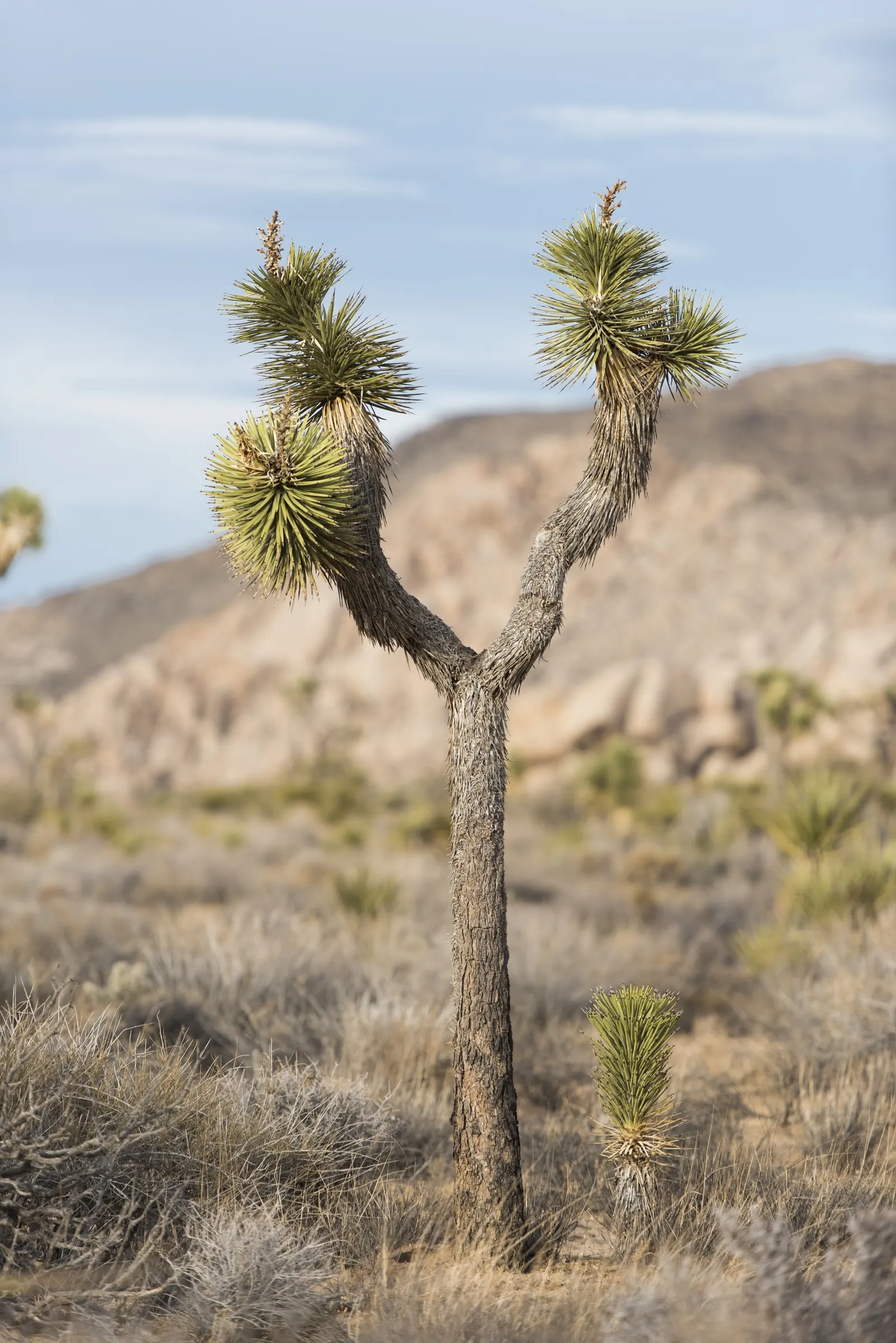 Joshua Tree (Yucca Brevifolia) — particularly the Mojave Desert; low-maintenance addition to the garden