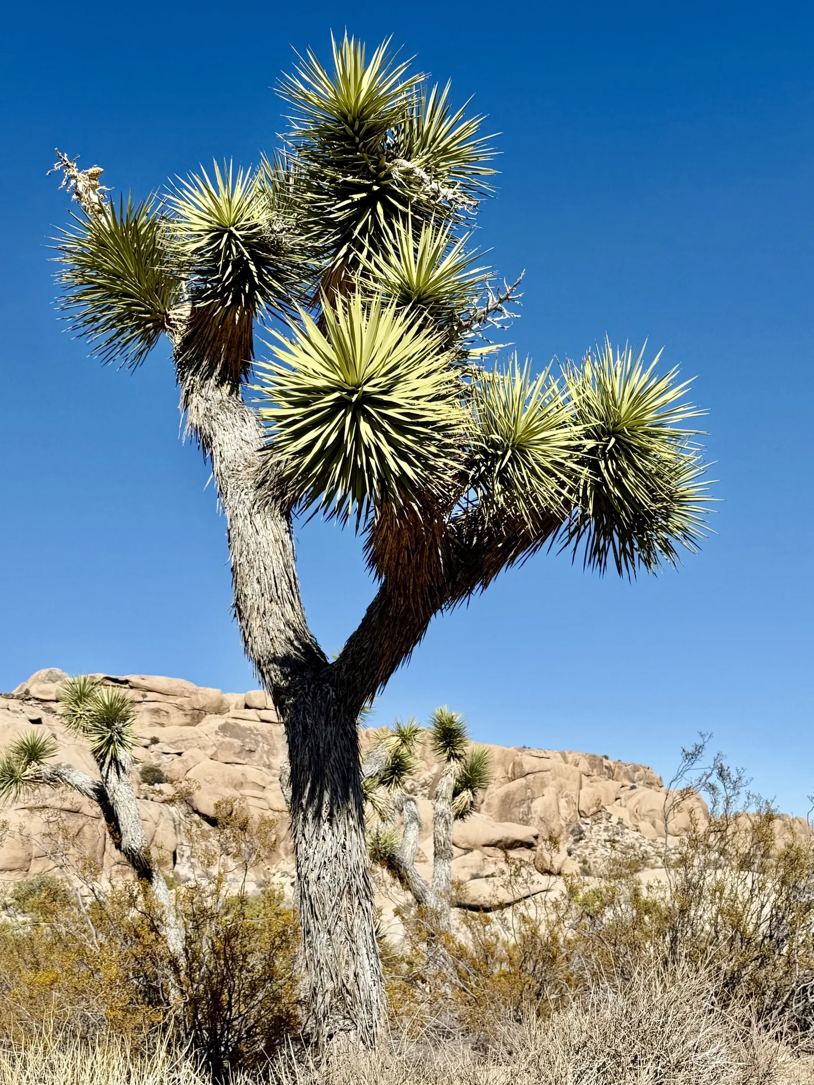 Joshua Tree (Yucca Brevifolia) — Each leaf measures about 7 to 14 inches long and 0.3 to 0.6 inches wide.<br><br>Blooming in spring, image 32