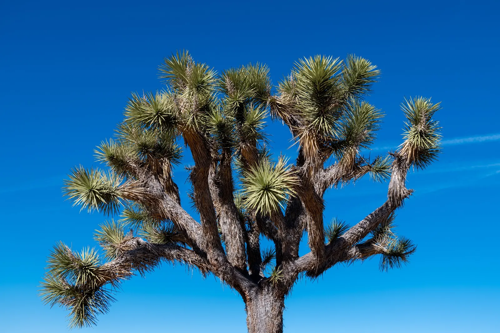 Joshua Tree (Yucca Brevifolia) — tree with green and white blooms; each leaf measures about 7 to 14 inches long and 0.3 to 0.6 inches wide.<br><br>Blooming in
