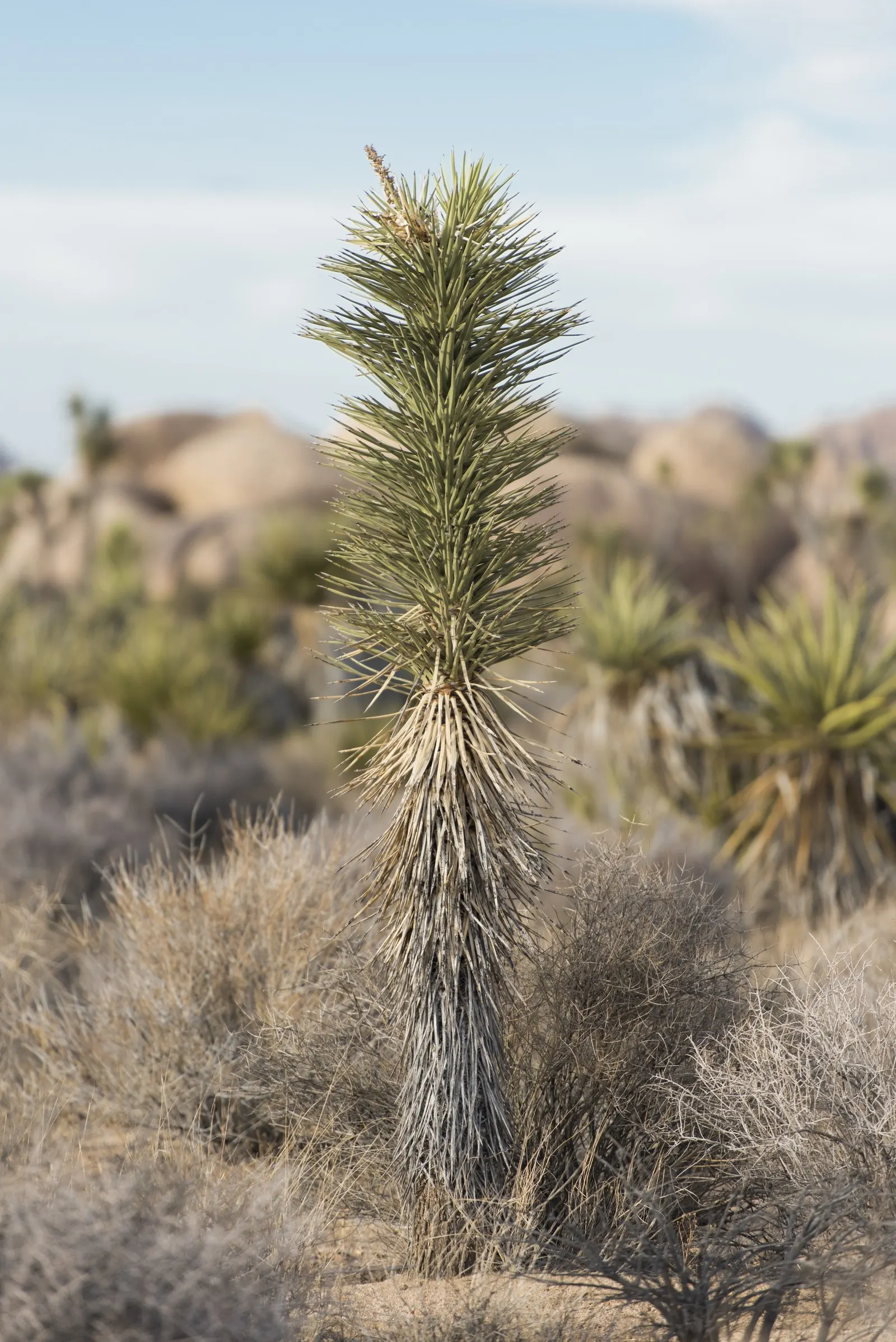 Joshua Tree (Yucca Brevifolia) — green and white flowers in the garden