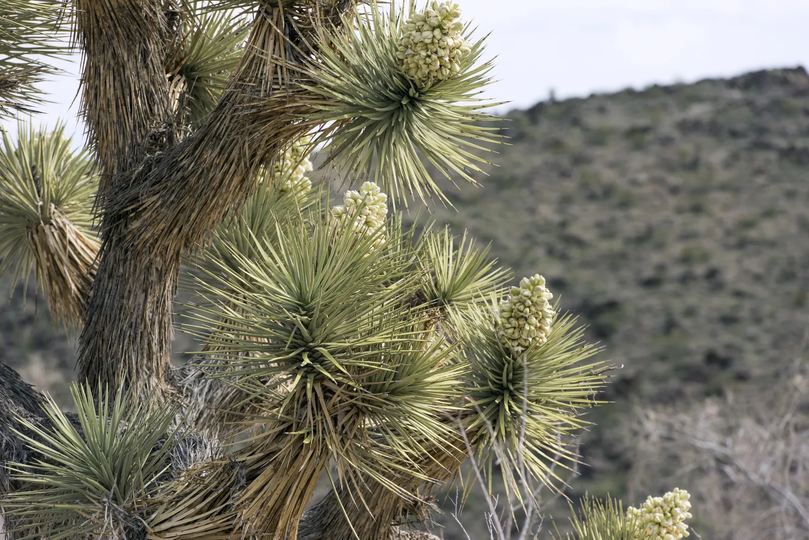 Joshua Tree (Yucca Brevifolia) — Flowers are bell-shaped and pollinated by the yucca moth; each leaf measures about 7 to 14 inches long and 0.3 to 0.6 inches