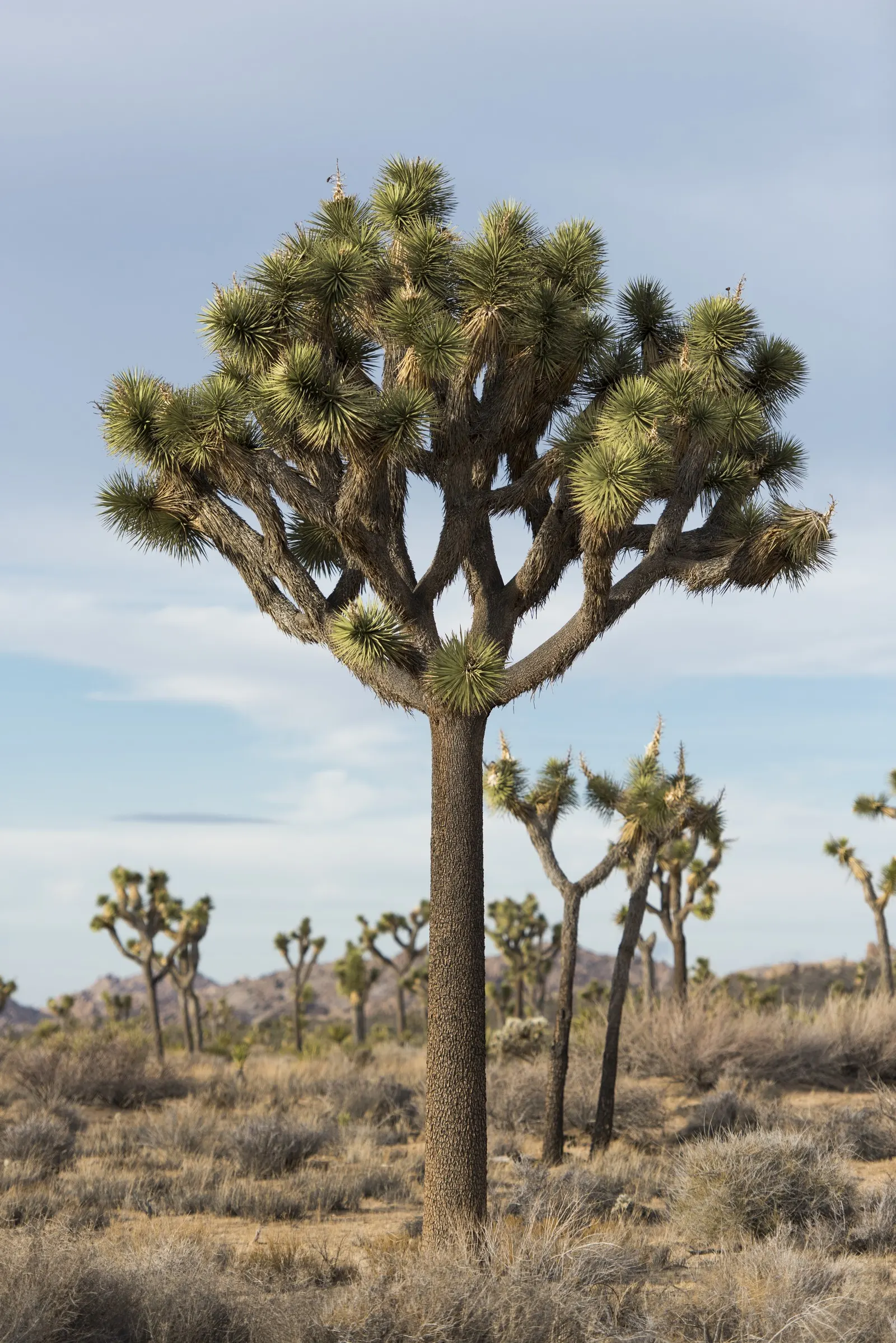 Joshua Tree (Yucca Brevifolia) — the Joshua Tree produces creamy-white flowers in panicles; low-maintenance addition to the garden