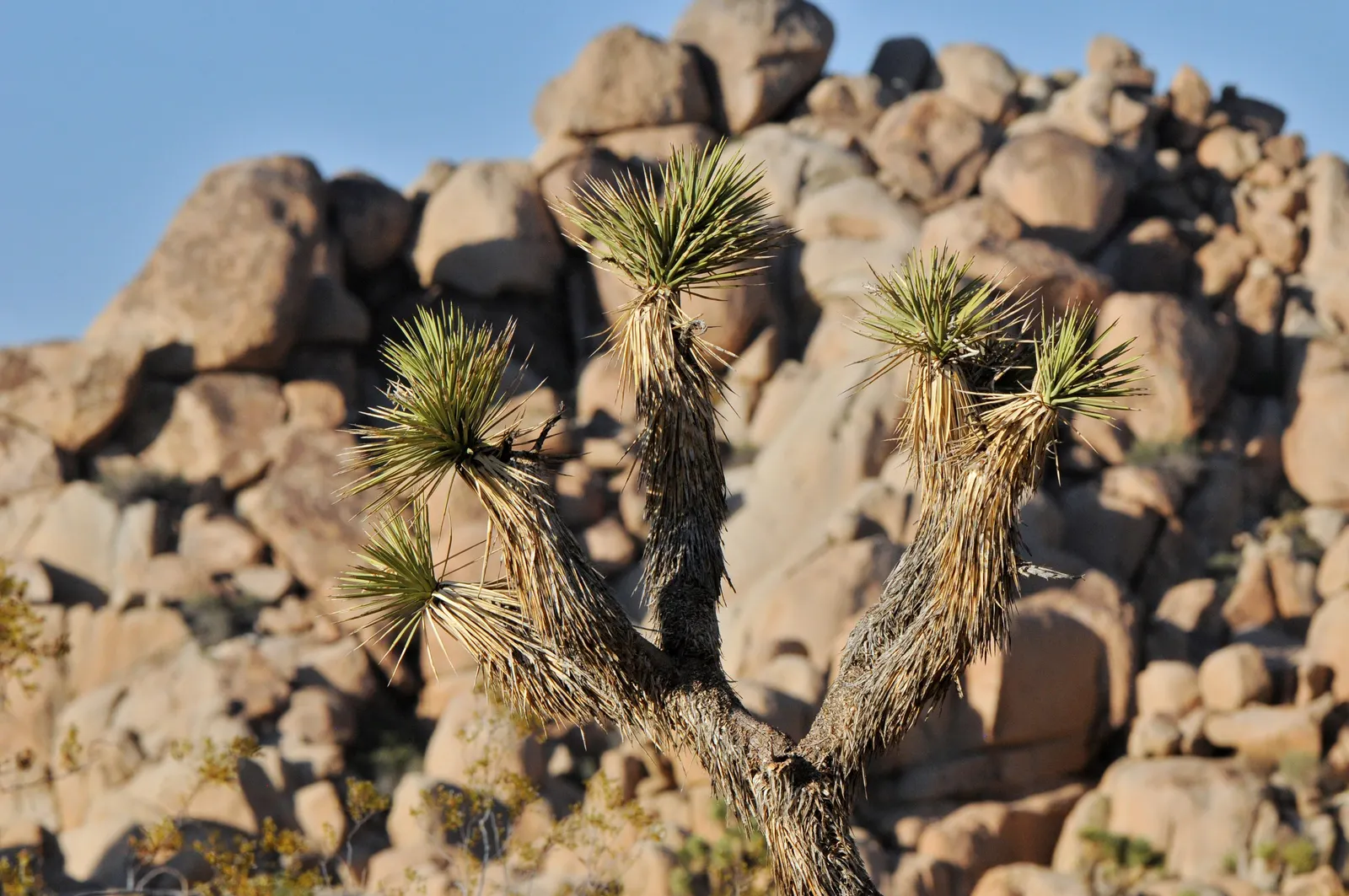 Joshua Tree (Yucca Brevifolia) — scientifically known as Yucca brevifolia