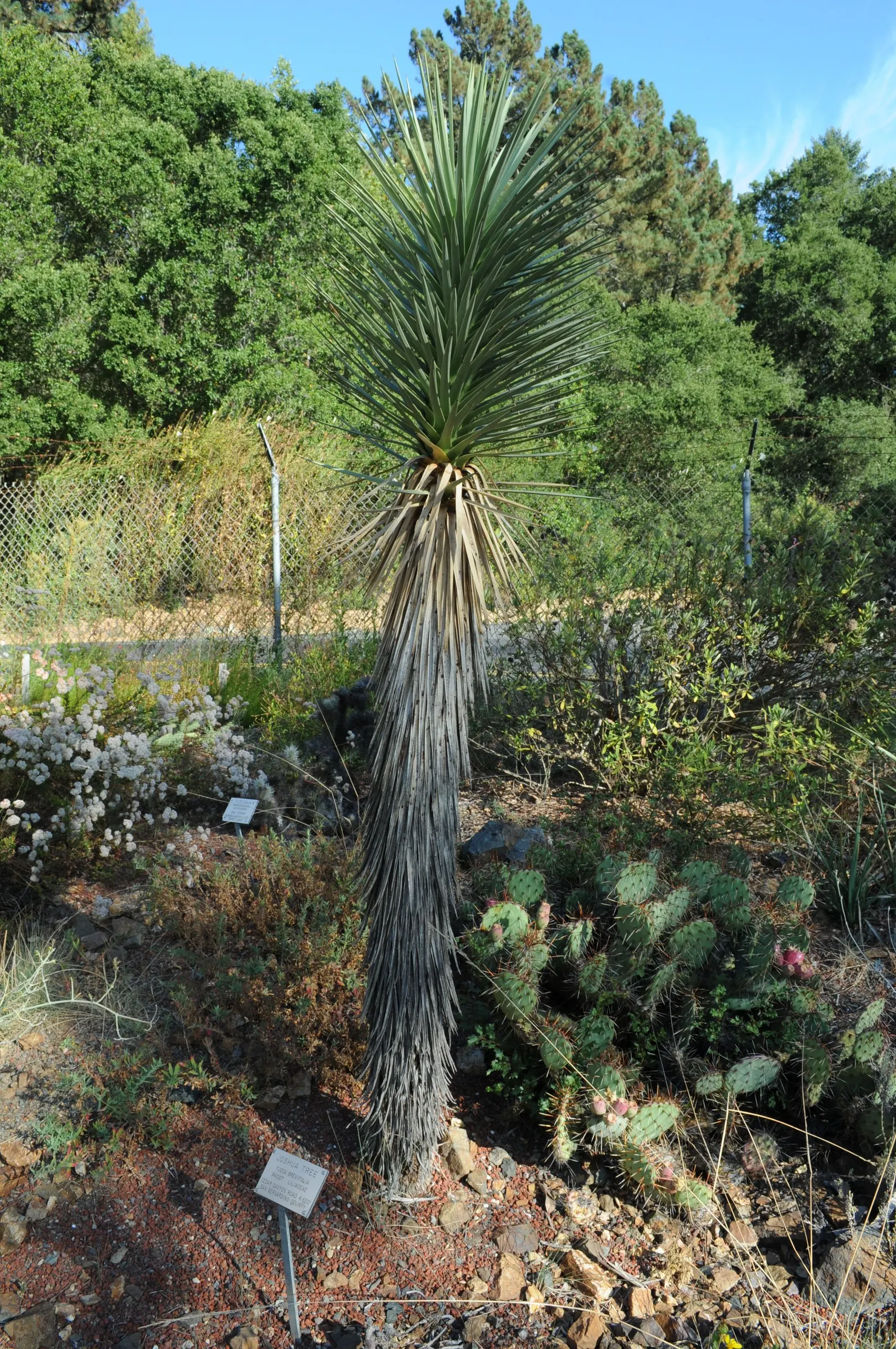 Joshua Tree (Yucca Brevifolia) — The Joshua Tree requires full sun and thrives in well-draining soils