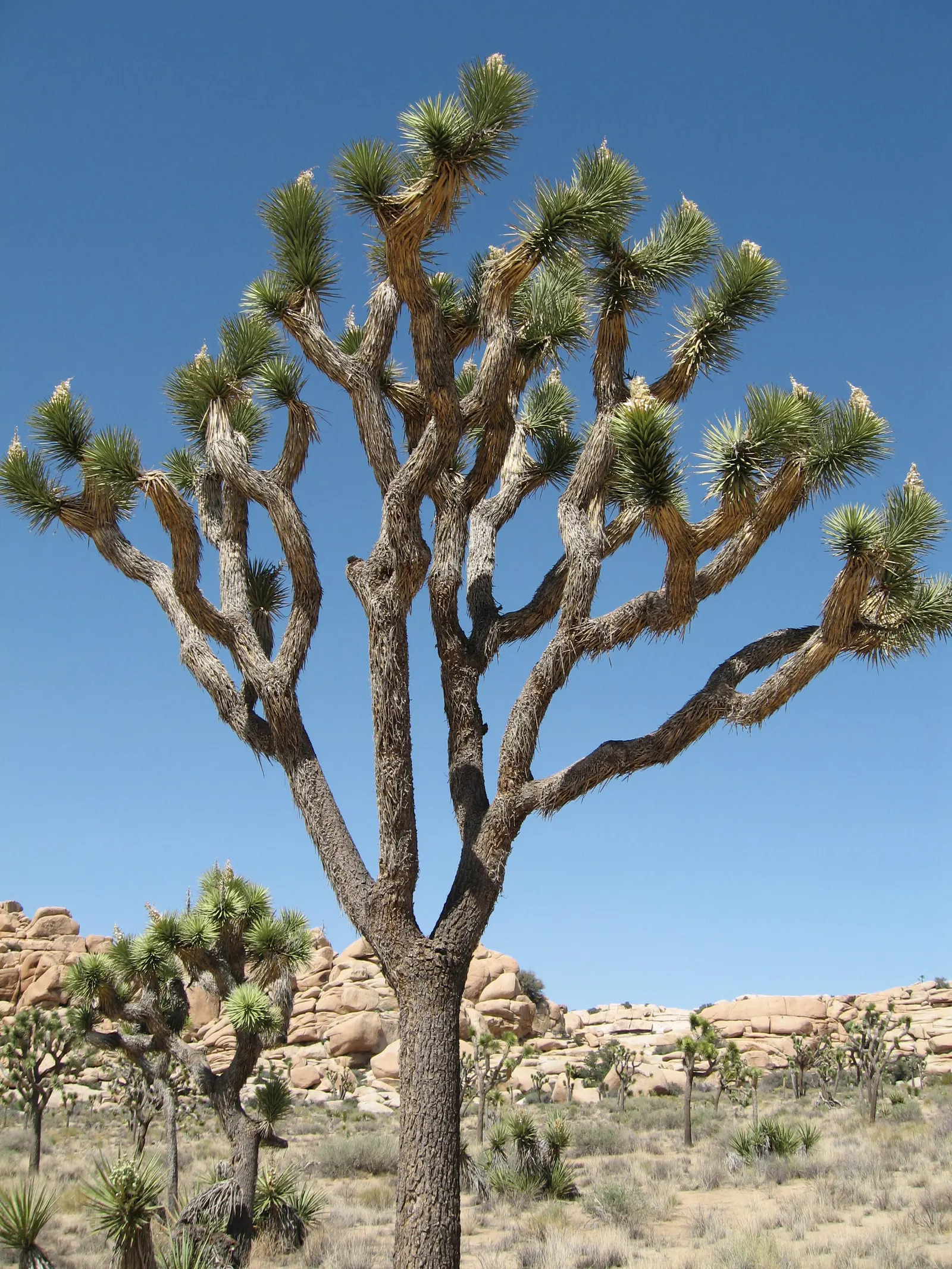 Joshua Tree (Yucca Brevifolia) — Each leaf measures about 7 to 14 inches long and 0.3 to 0.6 inches wide.<br><br>Blooming in spring