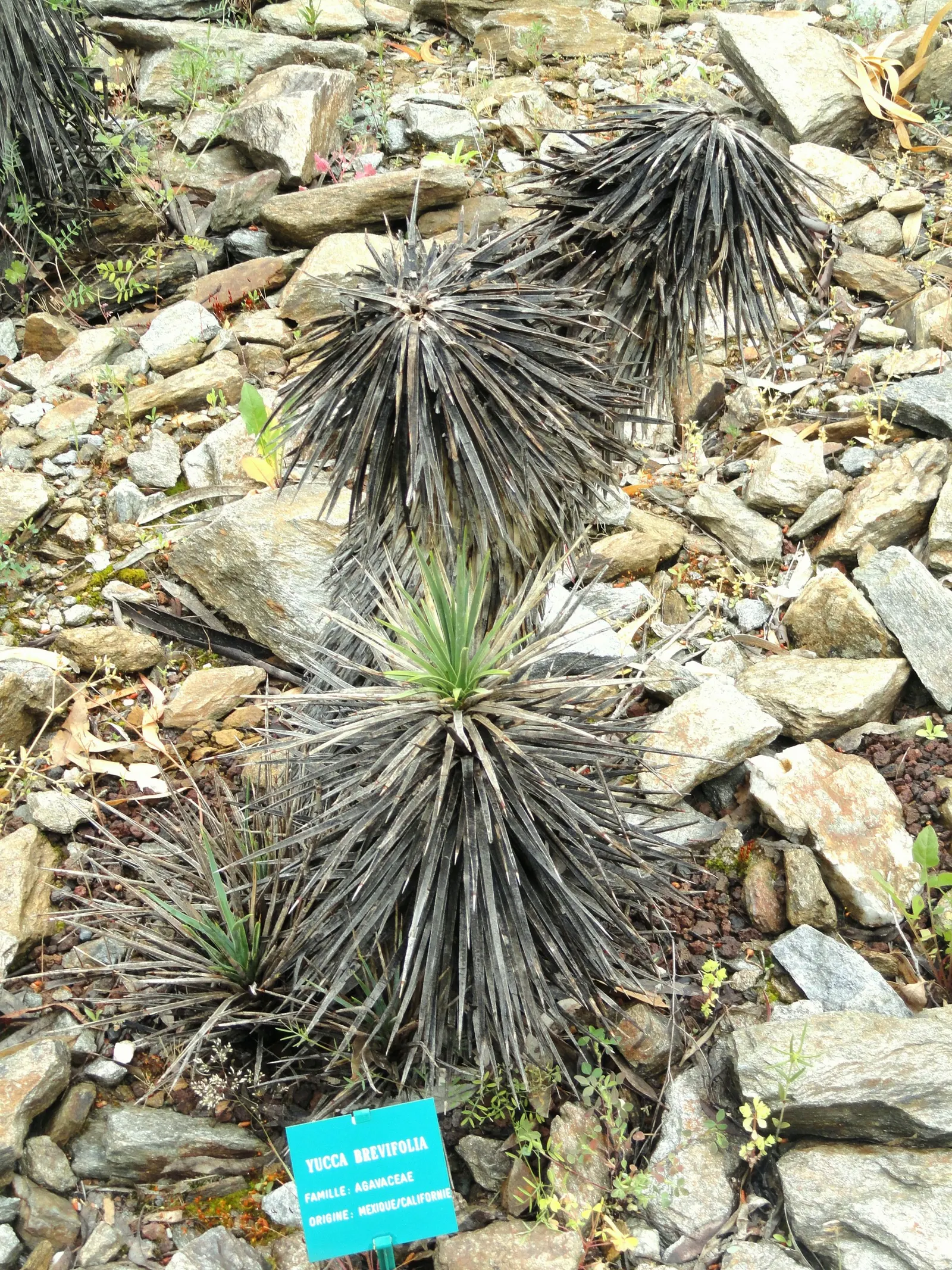Joshua Tree (Yucca Brevifolia) — It typically grows 20 to 30 feet tall with a spread of 12 to 20 feet