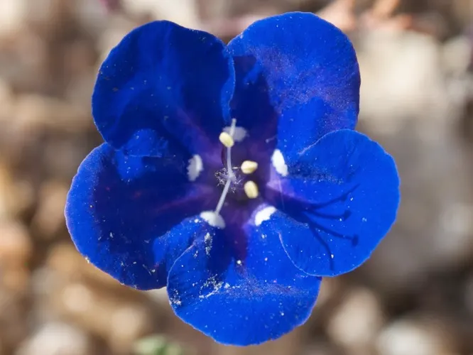 California Phacelia (Phacelia Californica) — commonly known as California phacelia; reaching 1-2 feet in height and spread, image 49