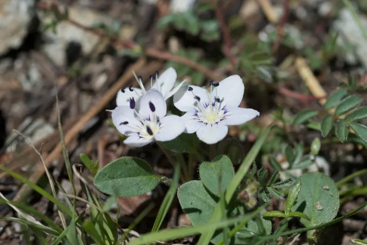 California Phacelia (Phacelia Californica) — this species boasts a remarkable adaptability to various environments; is a flowering native prized, image 59