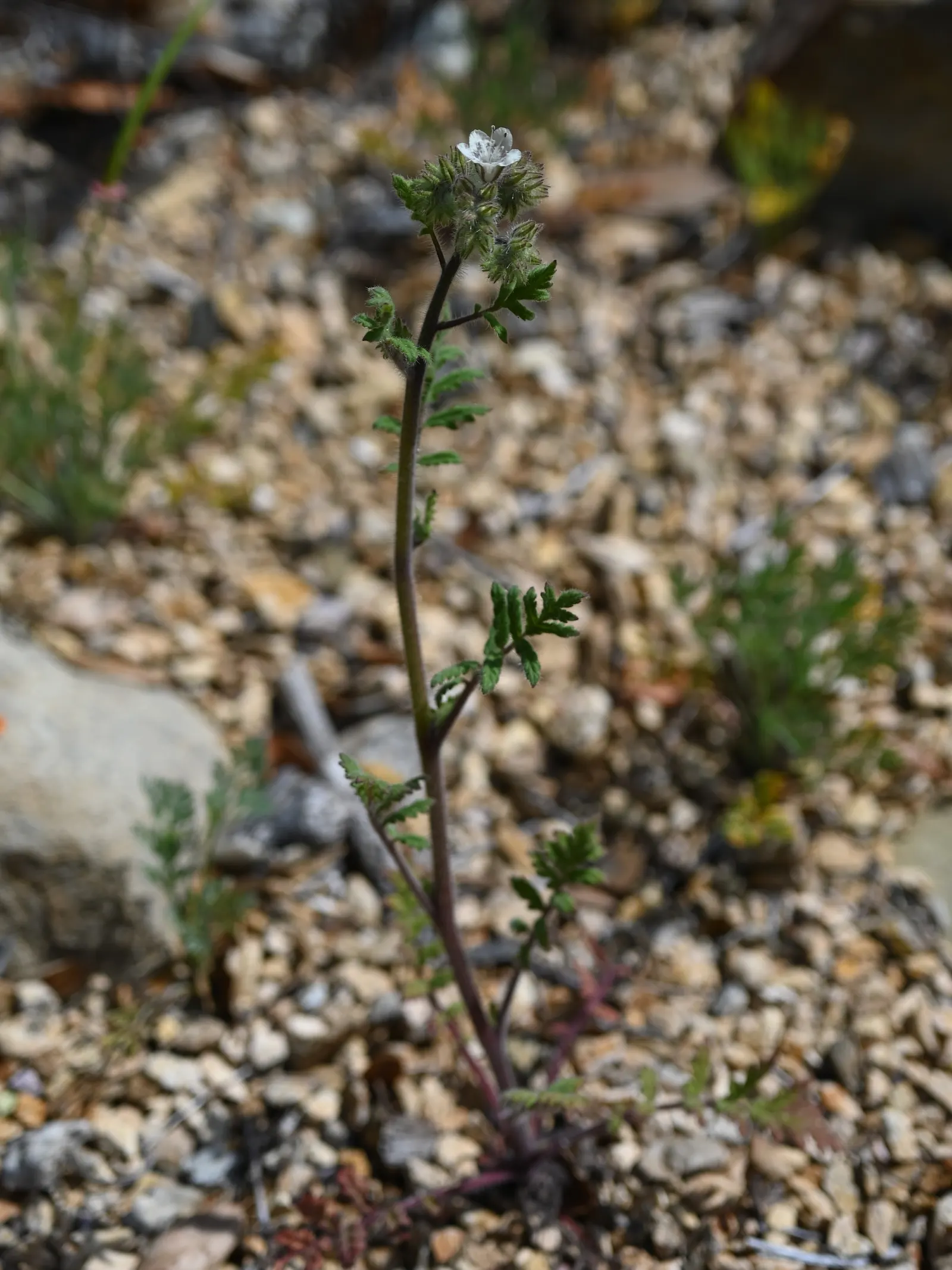 California Phacelia (Phacelia Californica) — This perennial prefers full sun to partial shade and thrives in well-drained soils; for best, image 75