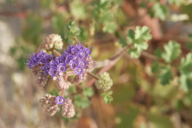 California Phacelia (Phacelia Californica) — commonly known as California phacelia
