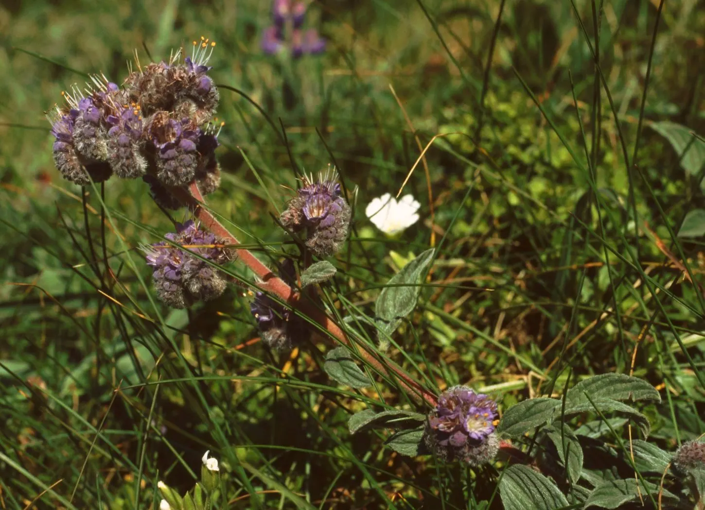 California Phacelia (Phacelia Californica) — Thriving in USDA hardiness zones 9-10; it also exhibits excellent drought tolerance once established, image 58