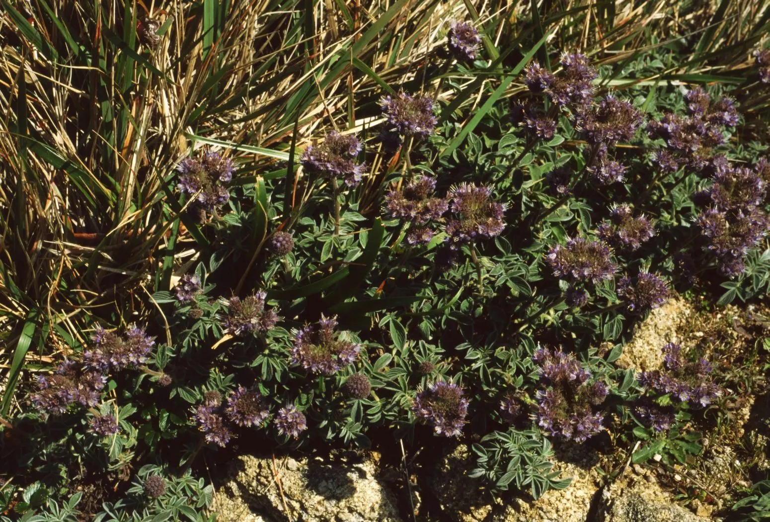 California Phacelia (Phacelia Californica) — it's ideal for adding a splash of color to California-friendly landscapes and attracts a host of pollinators