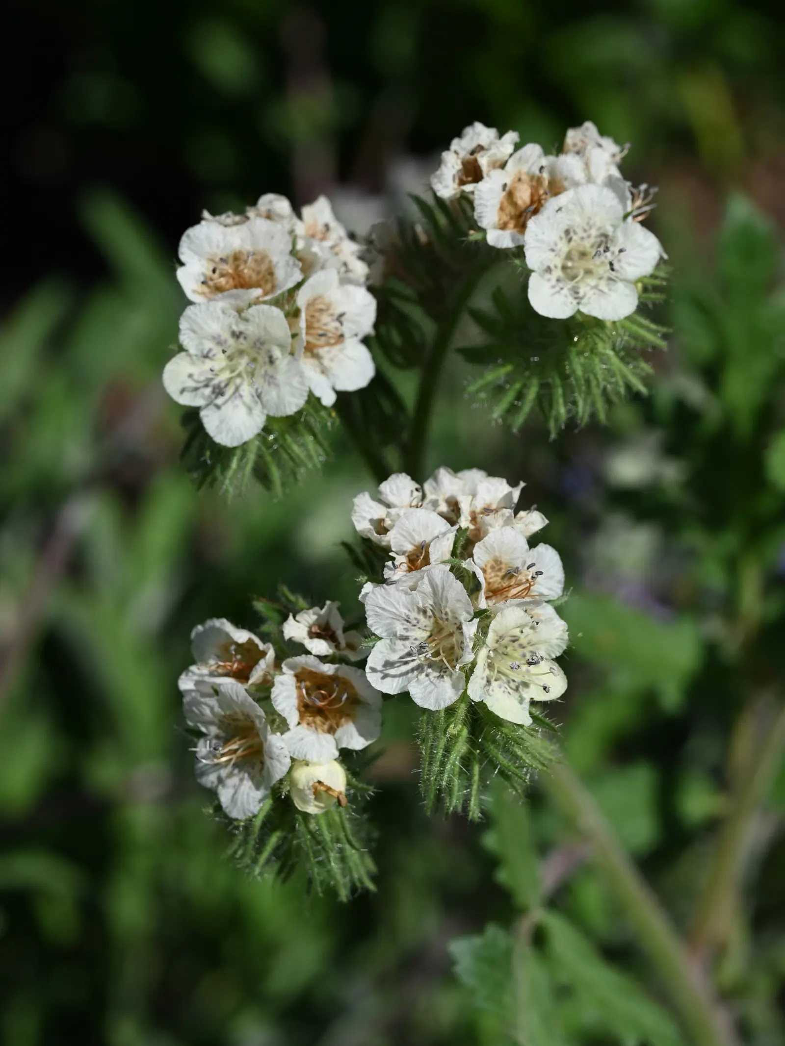 California Phacelia (Phacelia Californica) — encompassing coastal bluffs; is a charming native perennial esteemed for its resilience and ornamental, image 60