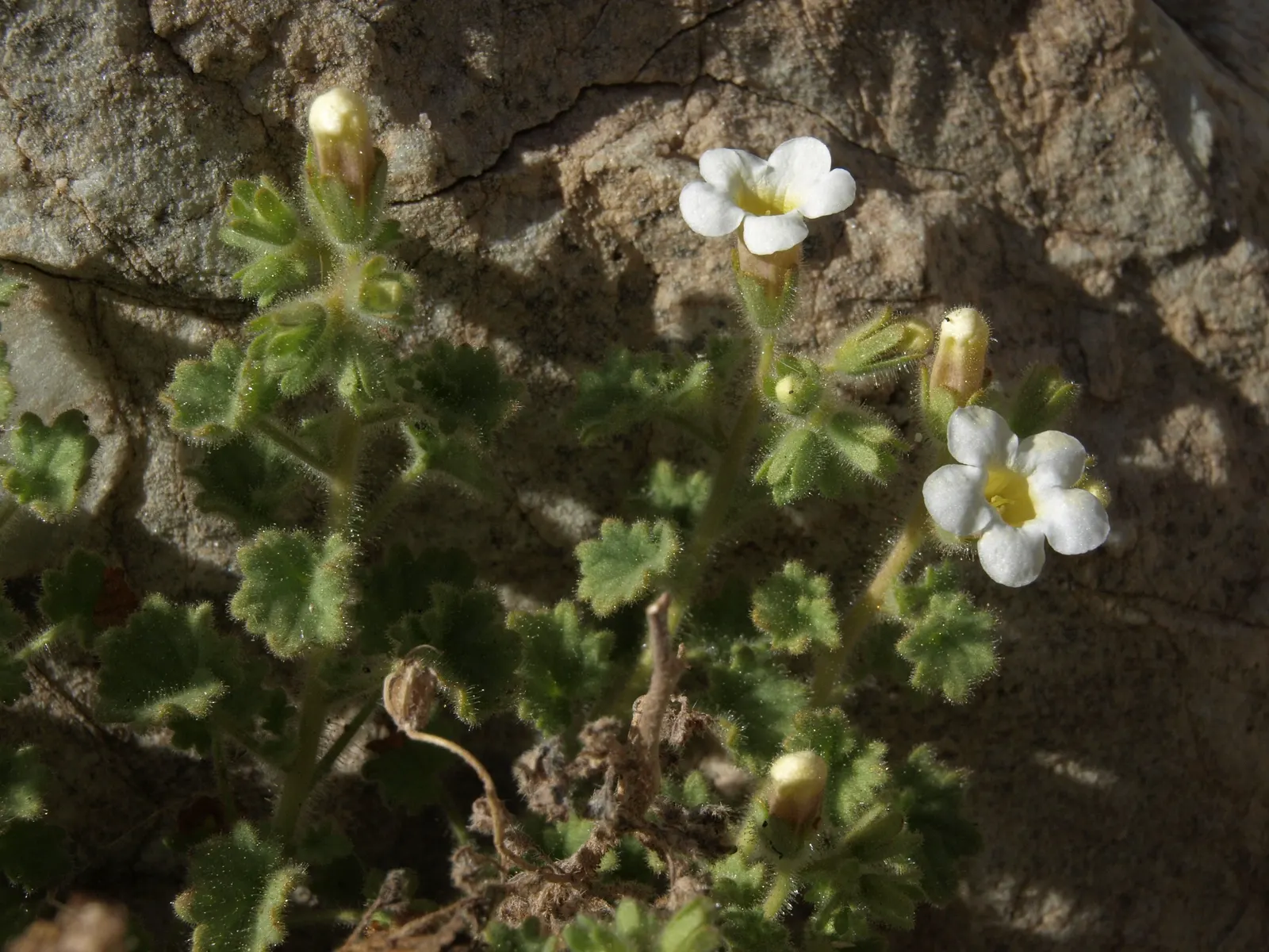California Phacelia (Phacelia Californica) — attracting a plethora of pollinators such as bees and butterflies; and woodland habitats within its, image 88