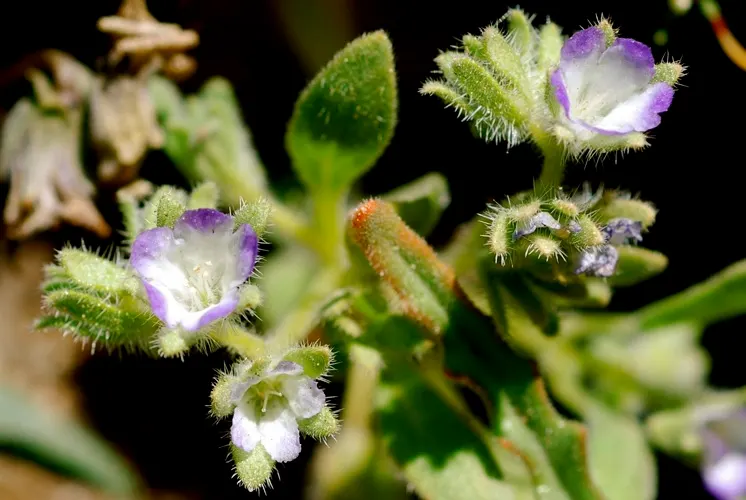 California Phacelia (Phacelia Californica) — attracting a plethora of pollinators such as bees and butterflies; and woodland habitats within its, image 64