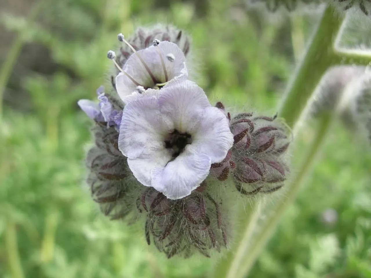 California Phacelia (Phacelia Californica) — is a flowering native prized for its vibrant display of bell-shaped lavender blooms