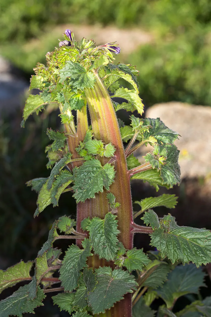 California Phacelia (Phacelia Californica) — and woodland habitats within its native spectrum.<br><br>Morphologically; attracting a plethora of, image 109