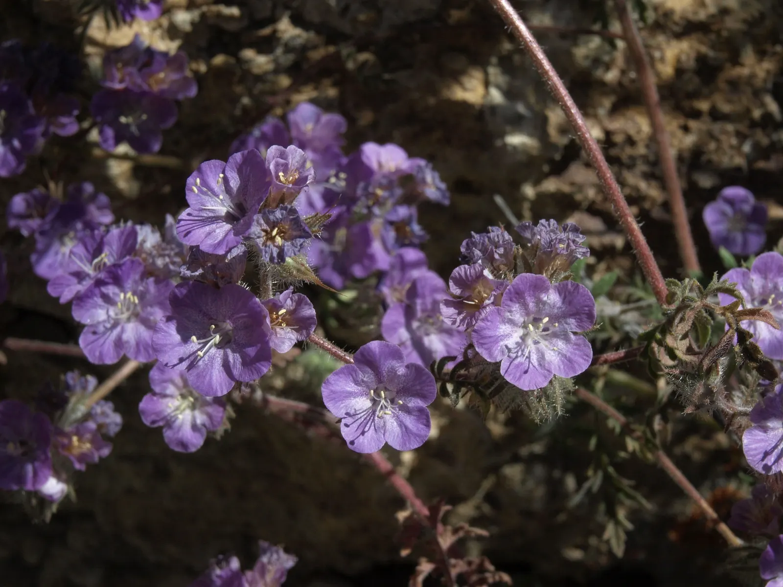 California Phacelia (Phacelia Californica) — it's a conscientious choice for the eco-minded client; perennial for full
