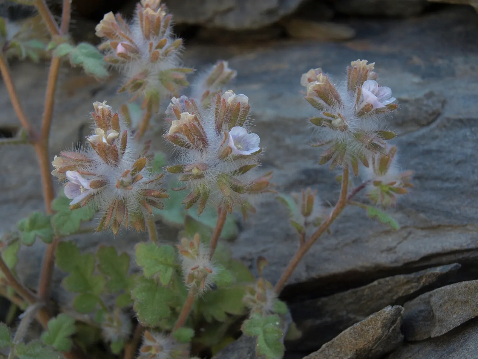 California Phacelia (Phacelia Californica) — Providing both visual pleasure and a sanctuary for wildlife; thereby contributing to the garden's, image 68