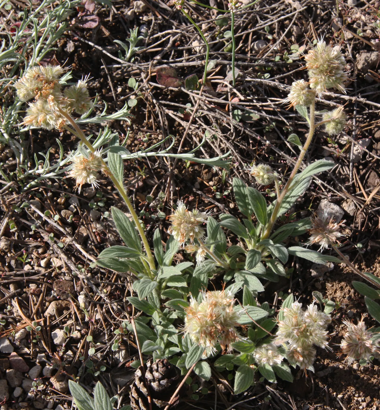 California Phacelia (Phacelia Californica) — is a charming native perennial esteemed for its resilience and ornamental value in landscapes