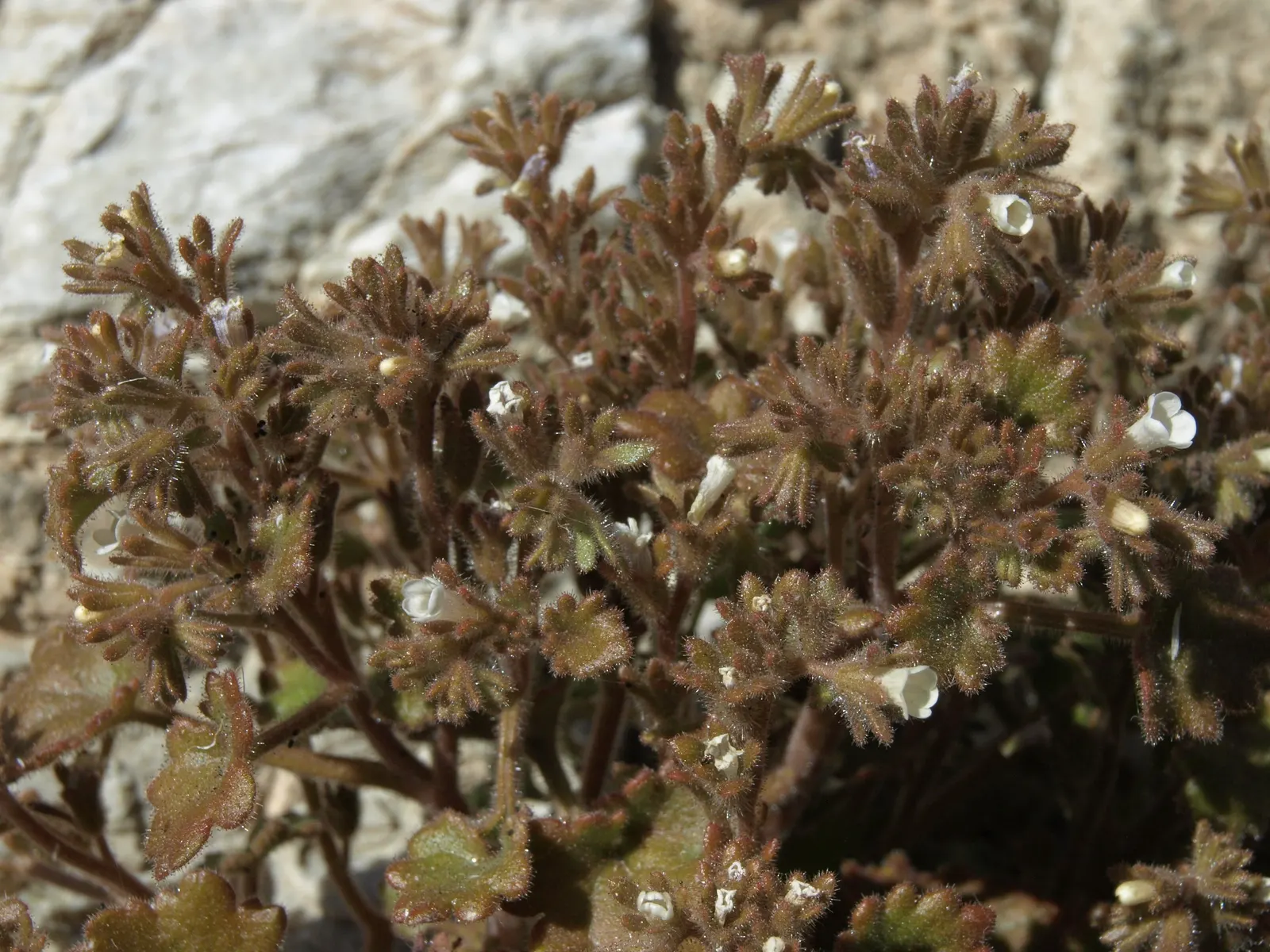 California Phacelia (Phacelia Californica) — is a flowering native prized for its vibrant display of bell-shaped lavender blooms; this species, image 122