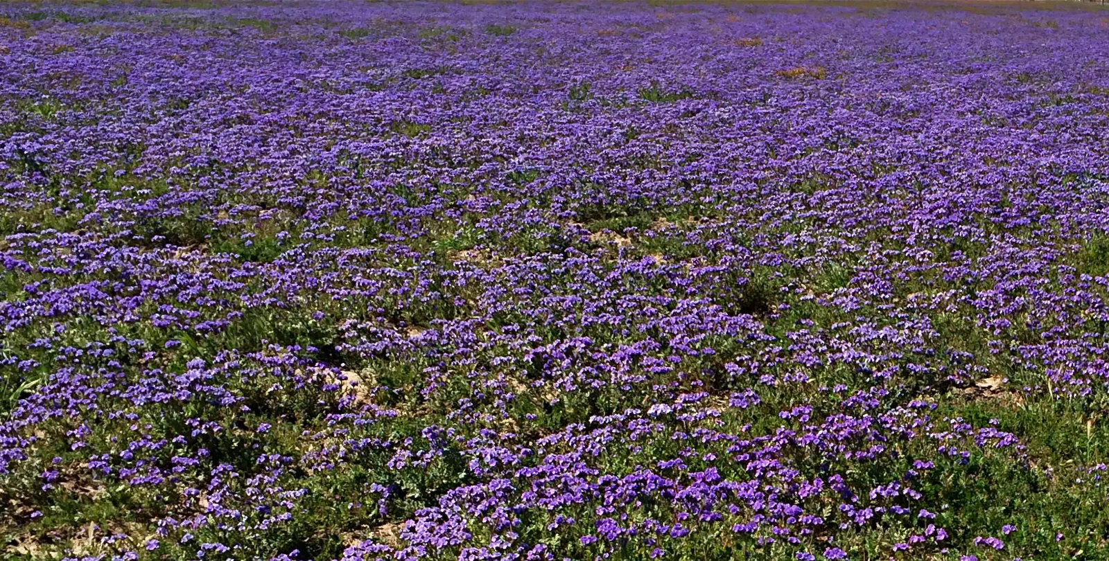 California Phacelia (Phacelia Californica) — perennial with purple blooms; making it an ideal candidate for borders or as a groundcover in garden, image 119