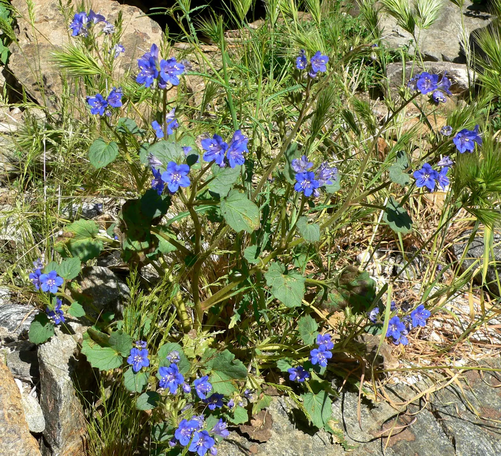 California Phacelia (Phacelia Californica) — The silhouette of this plant is enhanced by its deeply lobed; it's ideal for adding a splash of color, image 111