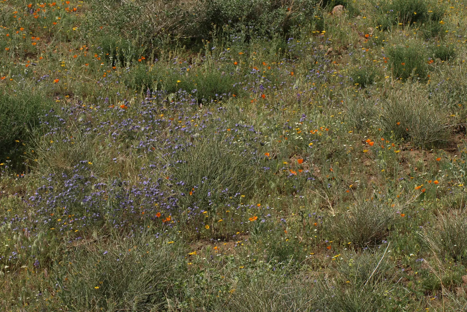 California Phacelia (Phacelia Californica) — It also exhibits excellent drought tolerance once established; thriving in USDA hardiness zones 9-10, image 67