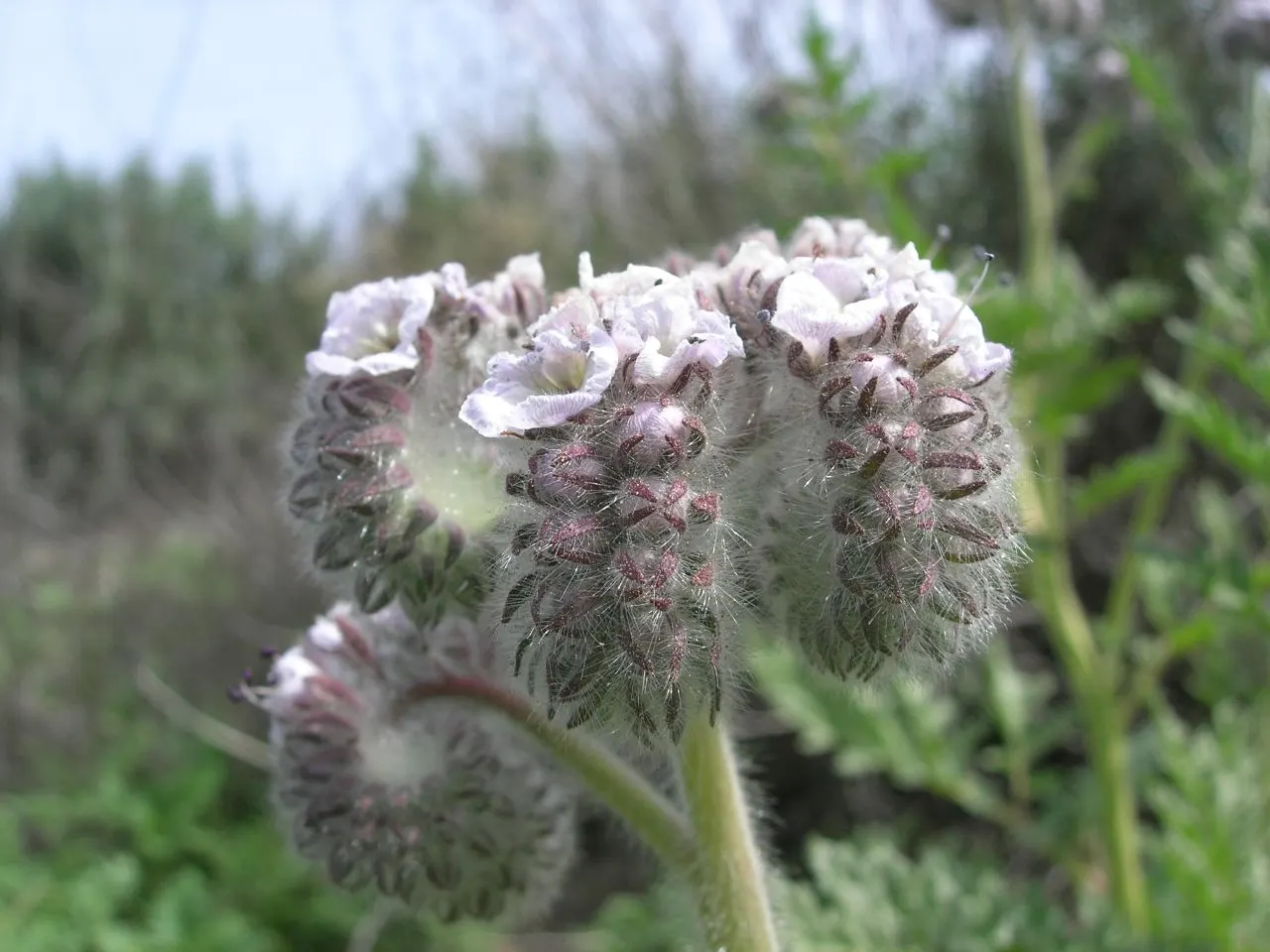 California Phacelia (Phacelia Californica) — Drought-tolerant once established; commonly referred to as California phacelia, image 53