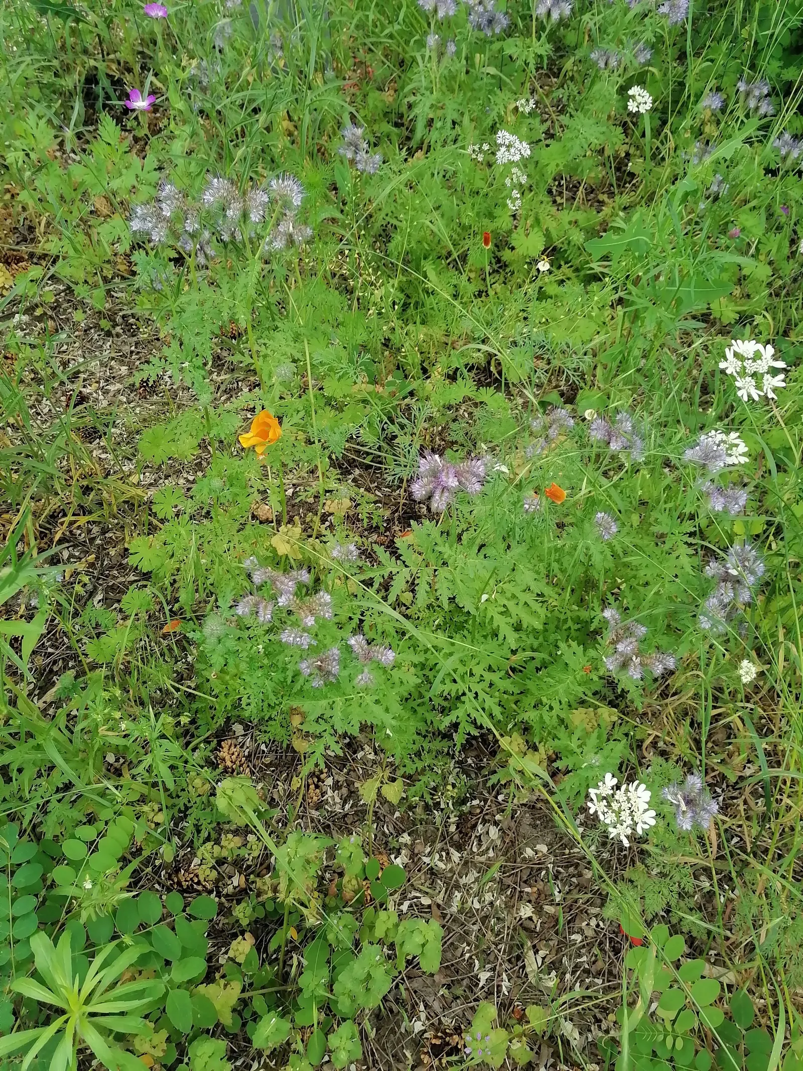 California Phacelia (Phacelia Californica) — reaching 1-2 feet in height and spread; commonly known as California phacelia, image 76
