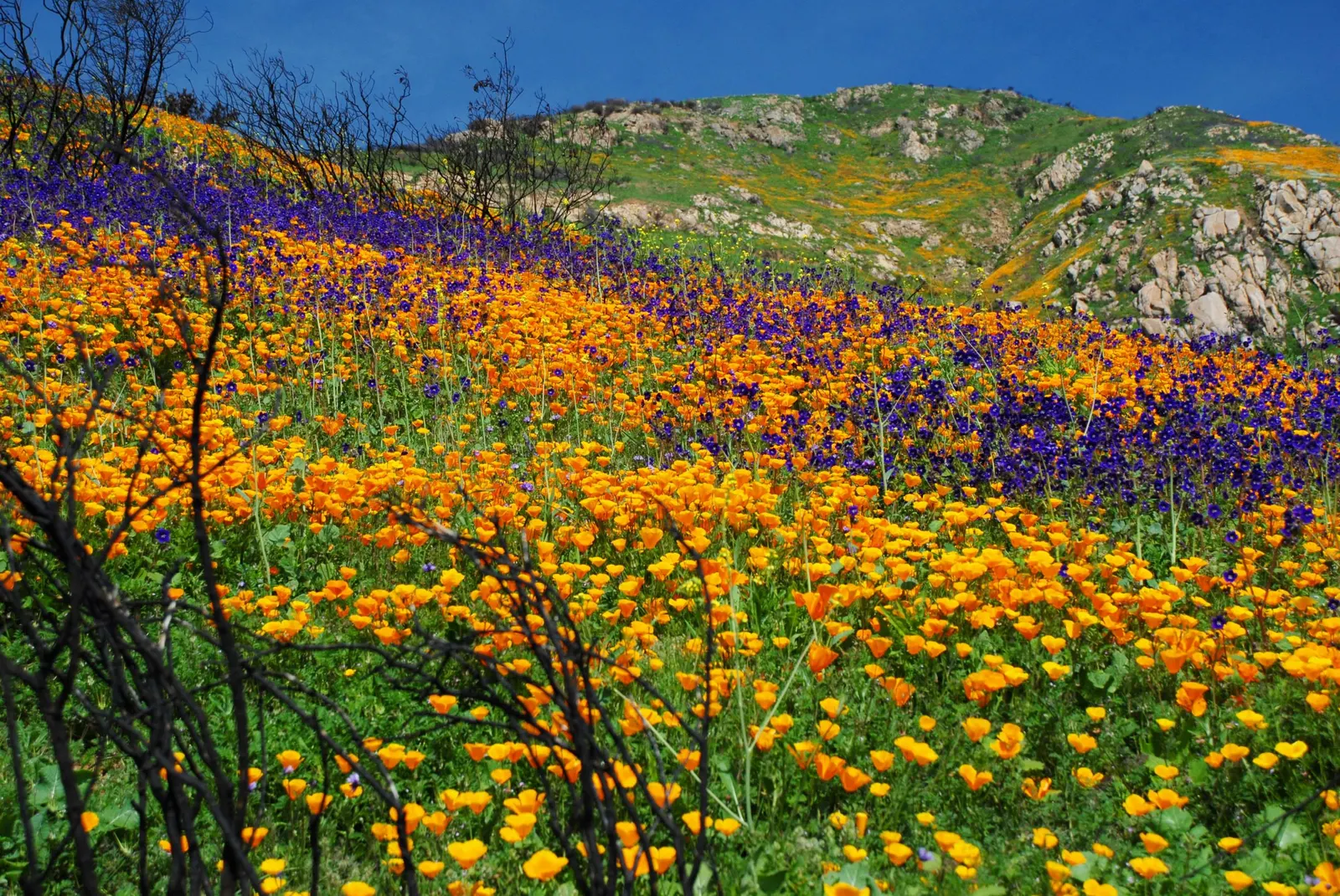 California Phacelia (Phacelia Californica) — including bees and butterflies; purple flowers in the garden, image 79