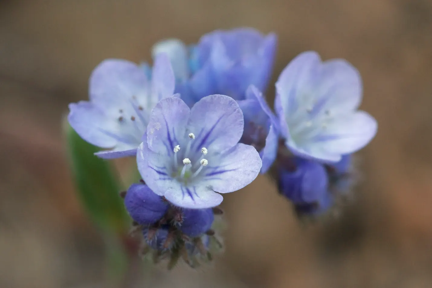 California Phacelia (Phacelia Californica) — It also exhibits excellent drought tolerance once established; thriving in USDA hardiness zones 9-10, image 91