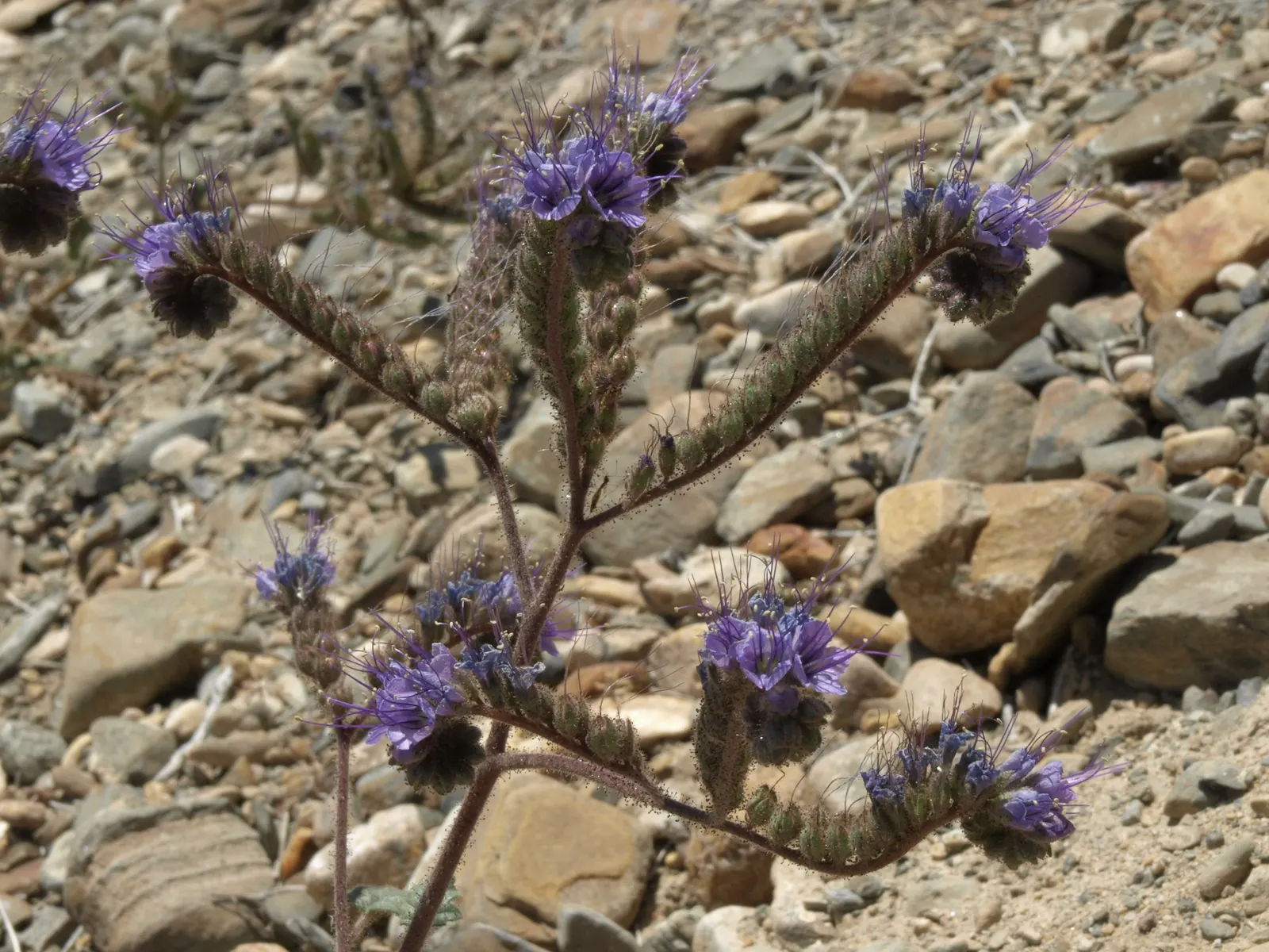 California Phacelia (Phacelia Californica) — attracting a plethora of pollinators such as bees and butterflies
