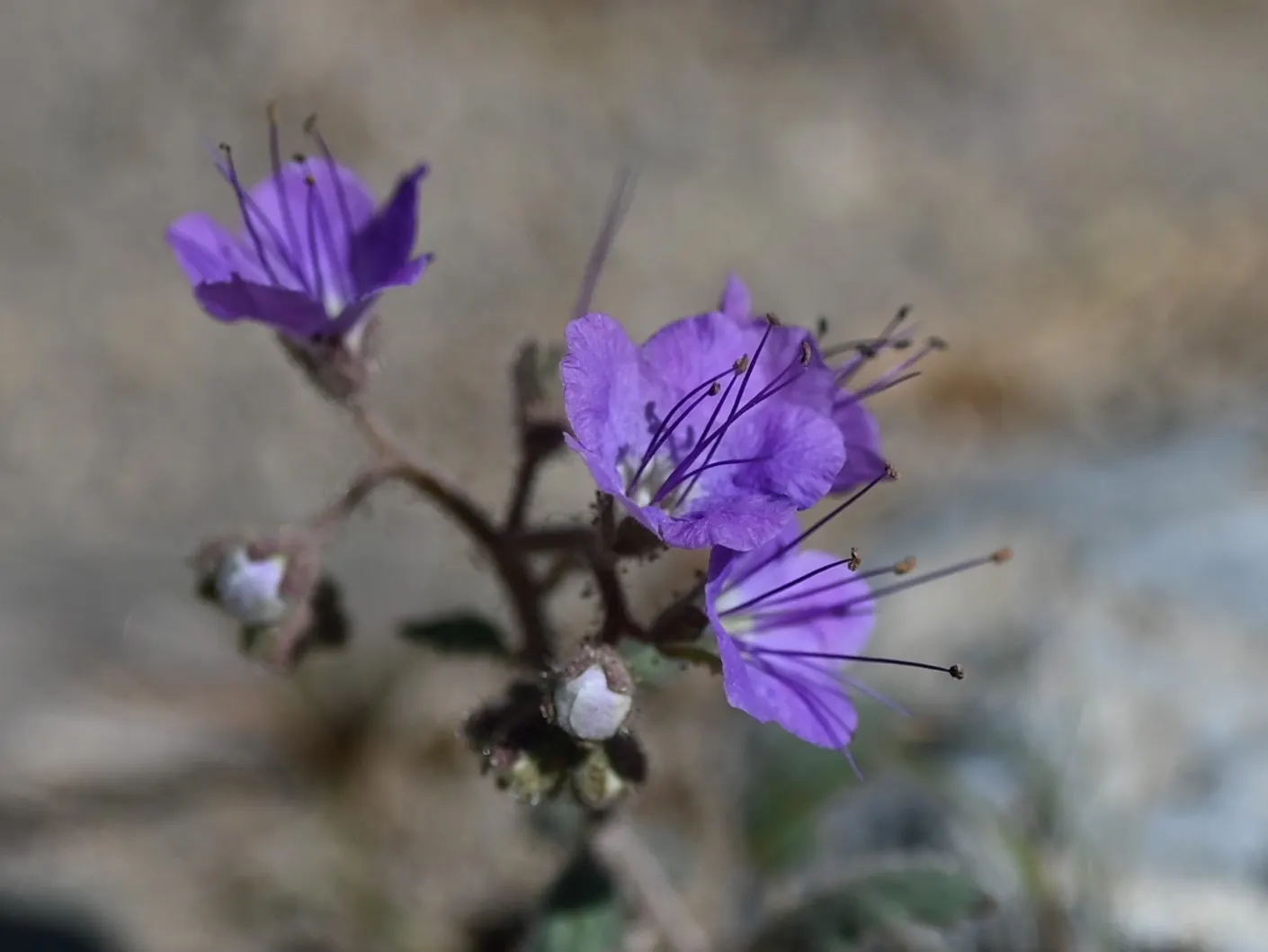 California Phacelia (Phacelia Californica) — commonly known as California phacelia; reaching 1-2 feet in height and spread