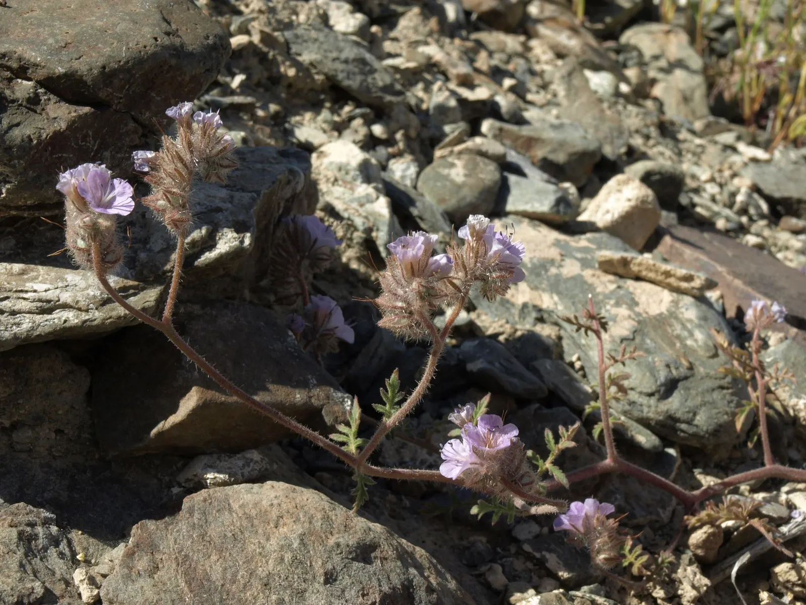 California Phacelia (Phacelia Californica) — Thriving in USDA hardiness zones 9-10; it also exhibits excellent drought tolerance once established
