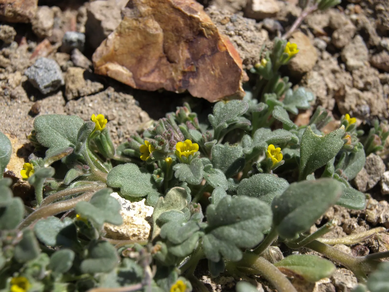 California Phacelia (Phacelia Californica) — Providing both visual pleasure and a sanctuary for wildlife; thereby contributing to the garden's, image 116