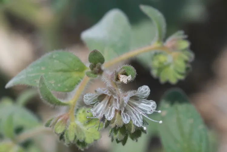 California Phacelia (Phacelia Californica) — commonly referred to as California phacelia