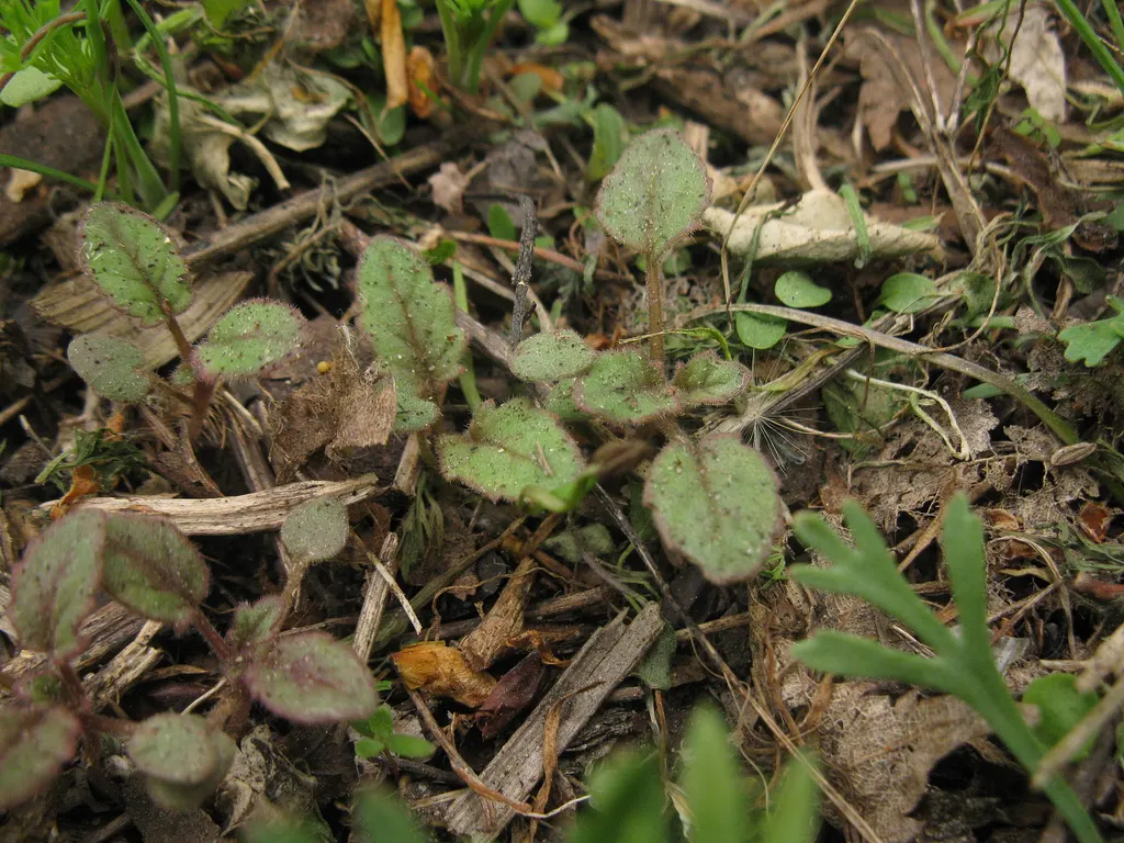 California Phacelia (Phacelia Californica) — For best performance, Phacelia californica prefers well-draining soil and full to partial sun exposure
