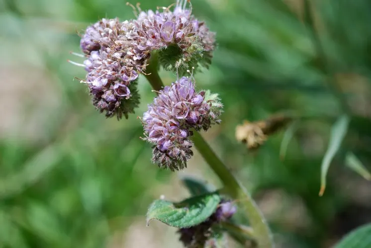 California Phacelia (Phacelia Californica) — thereby contributing to the garden's biodiversity; providing both visual pleasure and a sanctuary for, image 89