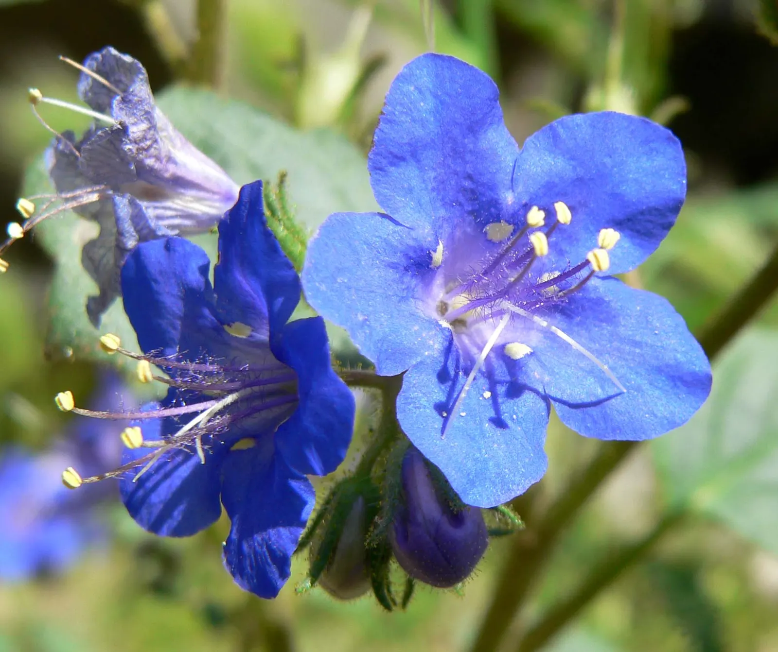 California Phacelia (Phacelia Californica) — commonly known as California phacelia; reaching 1-2 feet in height and spread, image 121